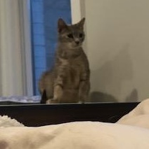 Enlarge Silver, Coffee, Cappuccino, Cocoa, a ADOPTABLE Domestic Short Hair in Rockville, MD image 3/3