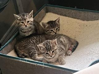 Enlarge Silver, Coffee, Cappuccino, Cocoa, a ADOPTABLE Domestic Short Hair in Rockville, MD image 2/3