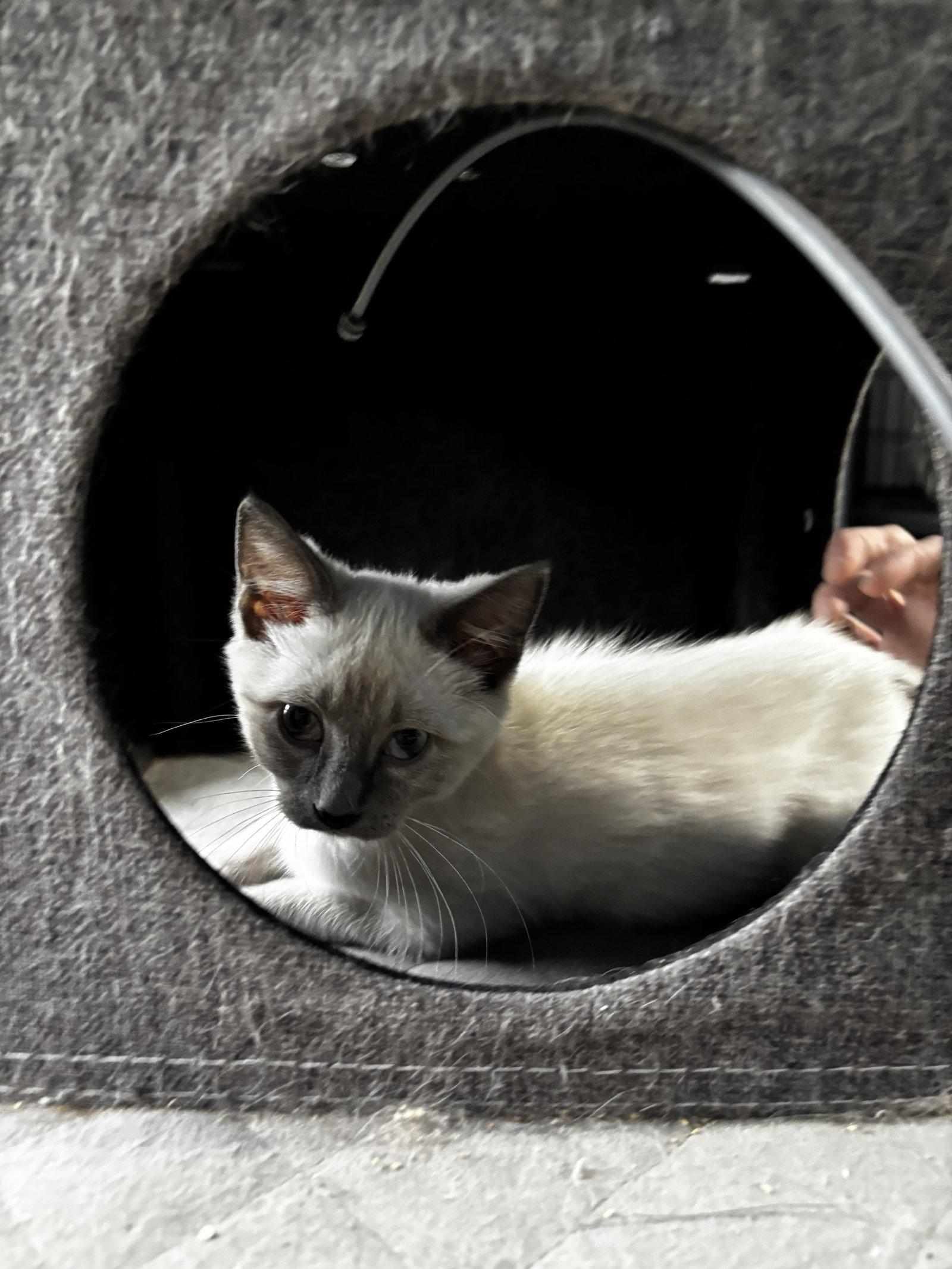 Hope, Adopted, Kitten Female Siamese.