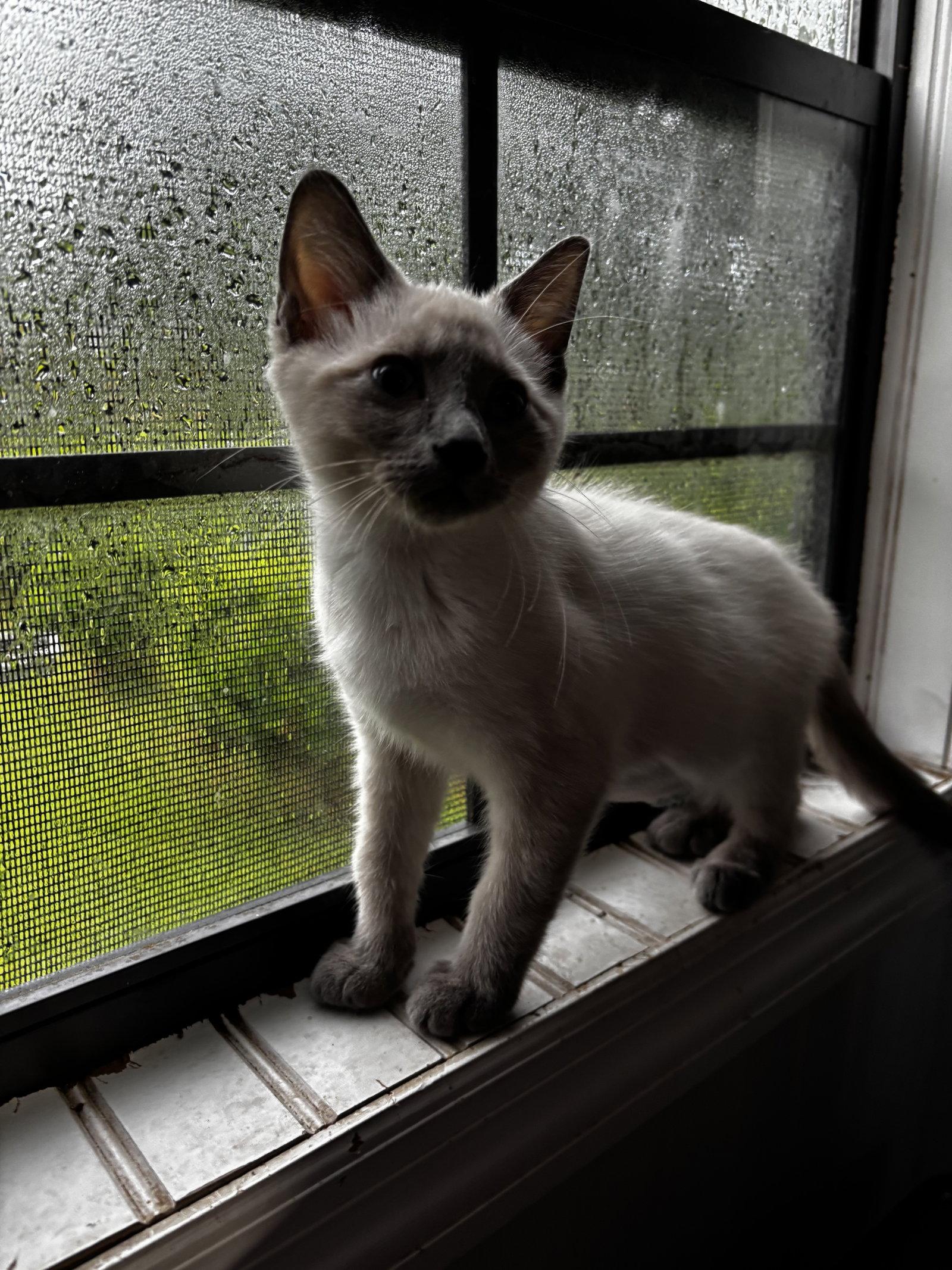 Hope, a Adopted Siamese in Tampa, FL image 2/2