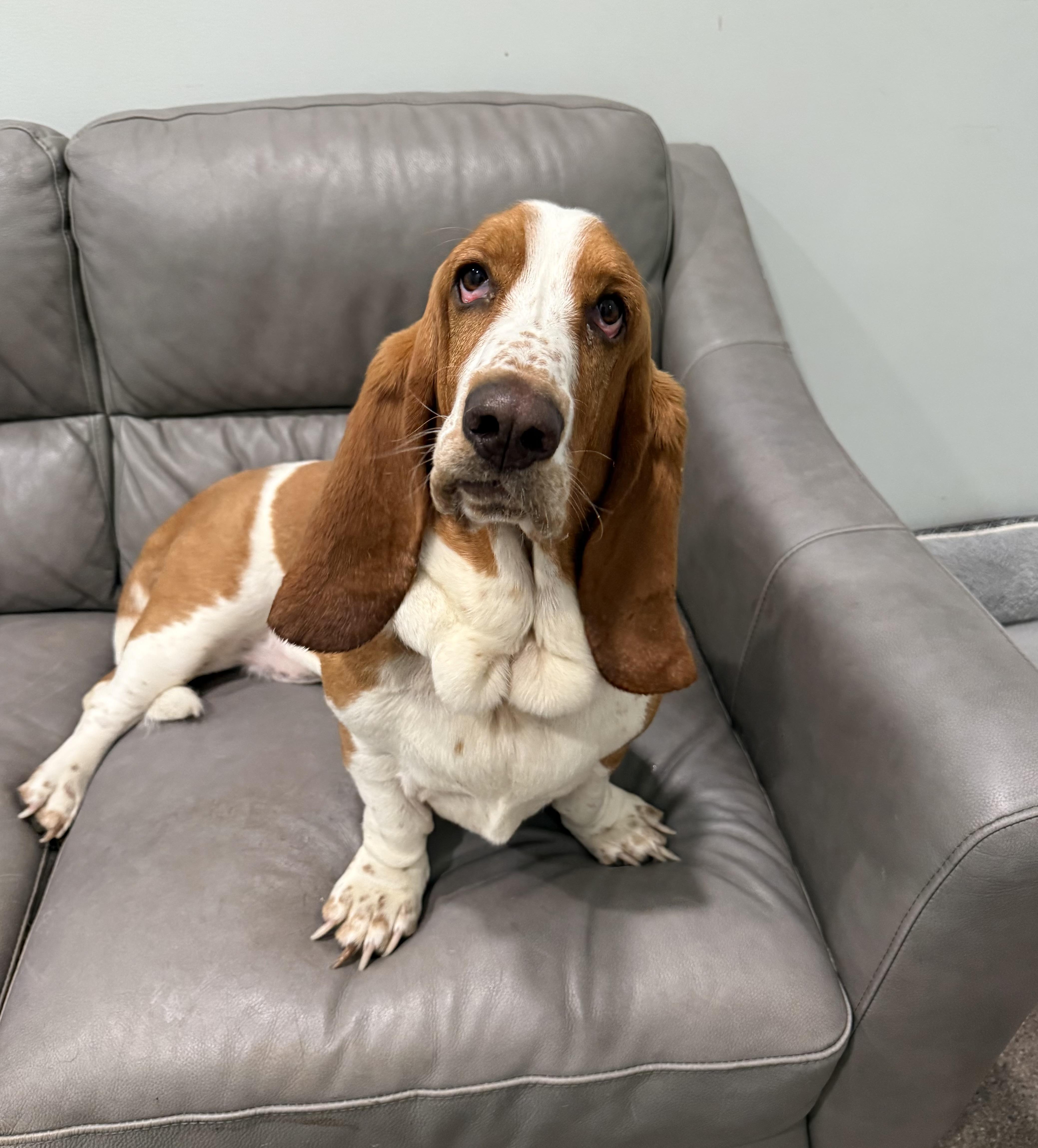 Lola, adopted, Adult Female Basset Hound.