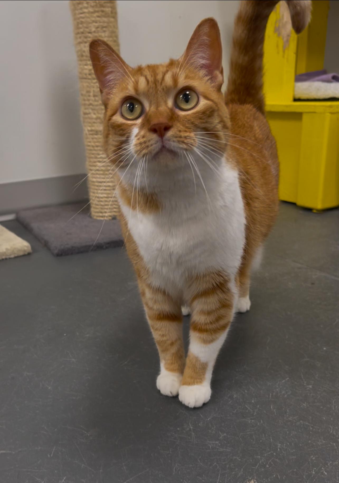 Pipsqueak, Adoptable, Adult Female Domestic Short Hair.