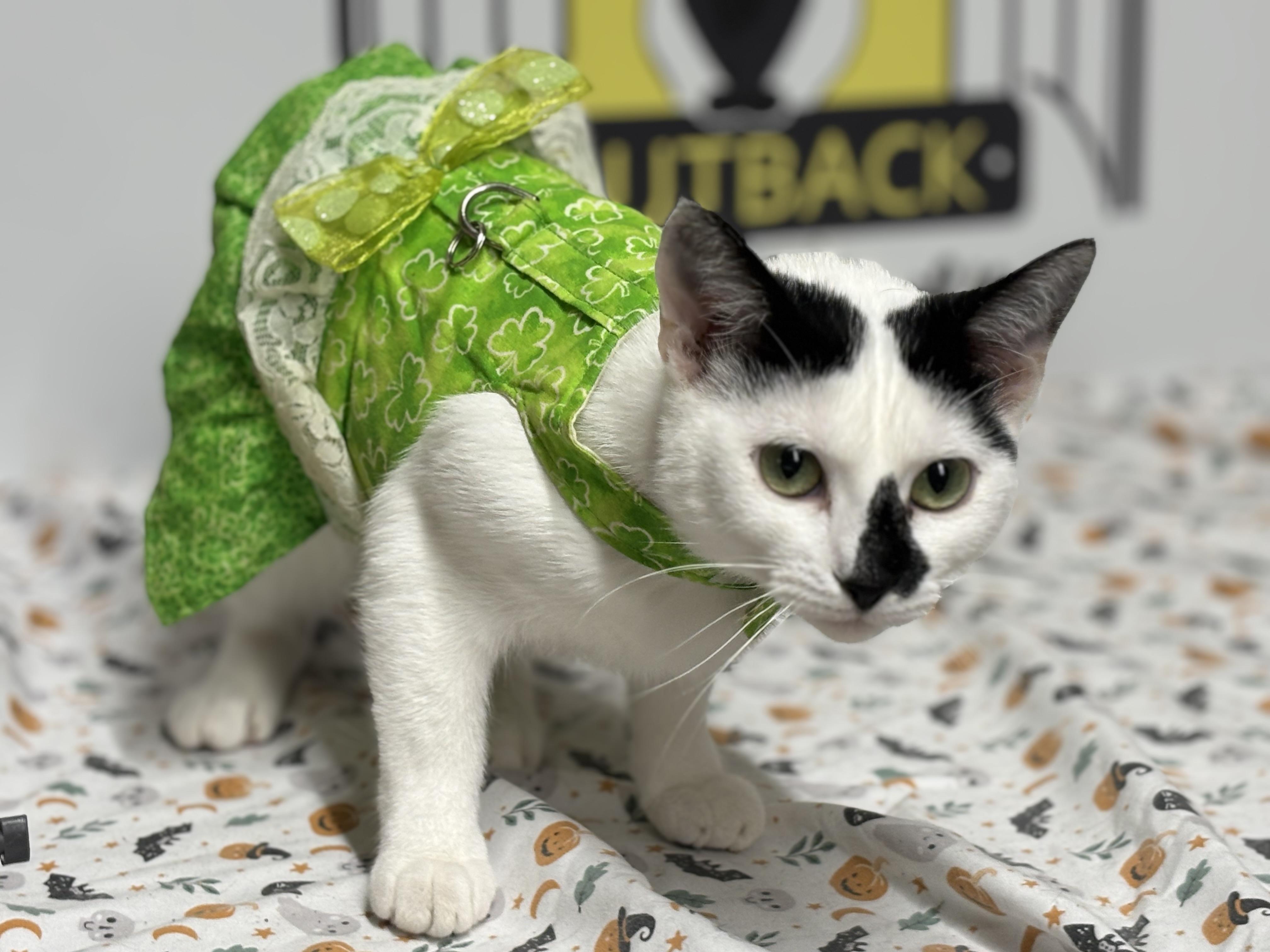 Enlarge Sue, an adopted Domestic Short Hair in Melbourne, AR image 2/6