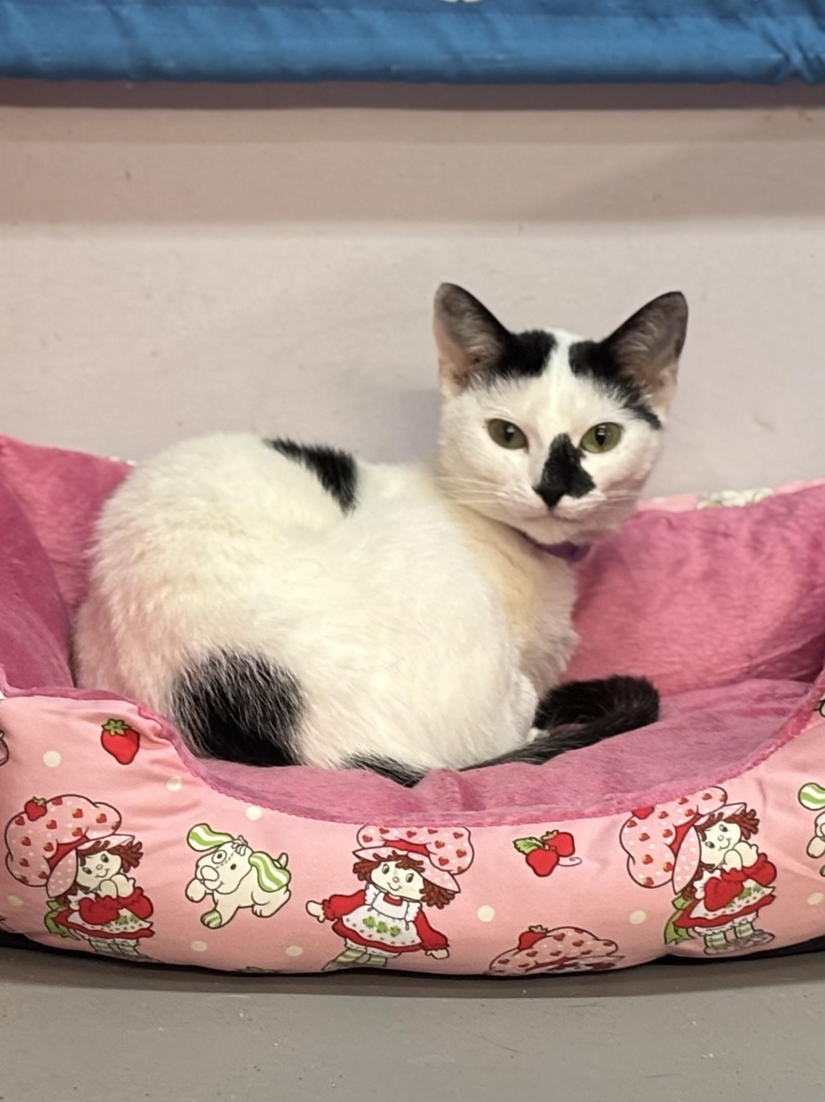 Enlarge Sue, an adopted Domestic Short Hair in Melbourne, AR image 3/6