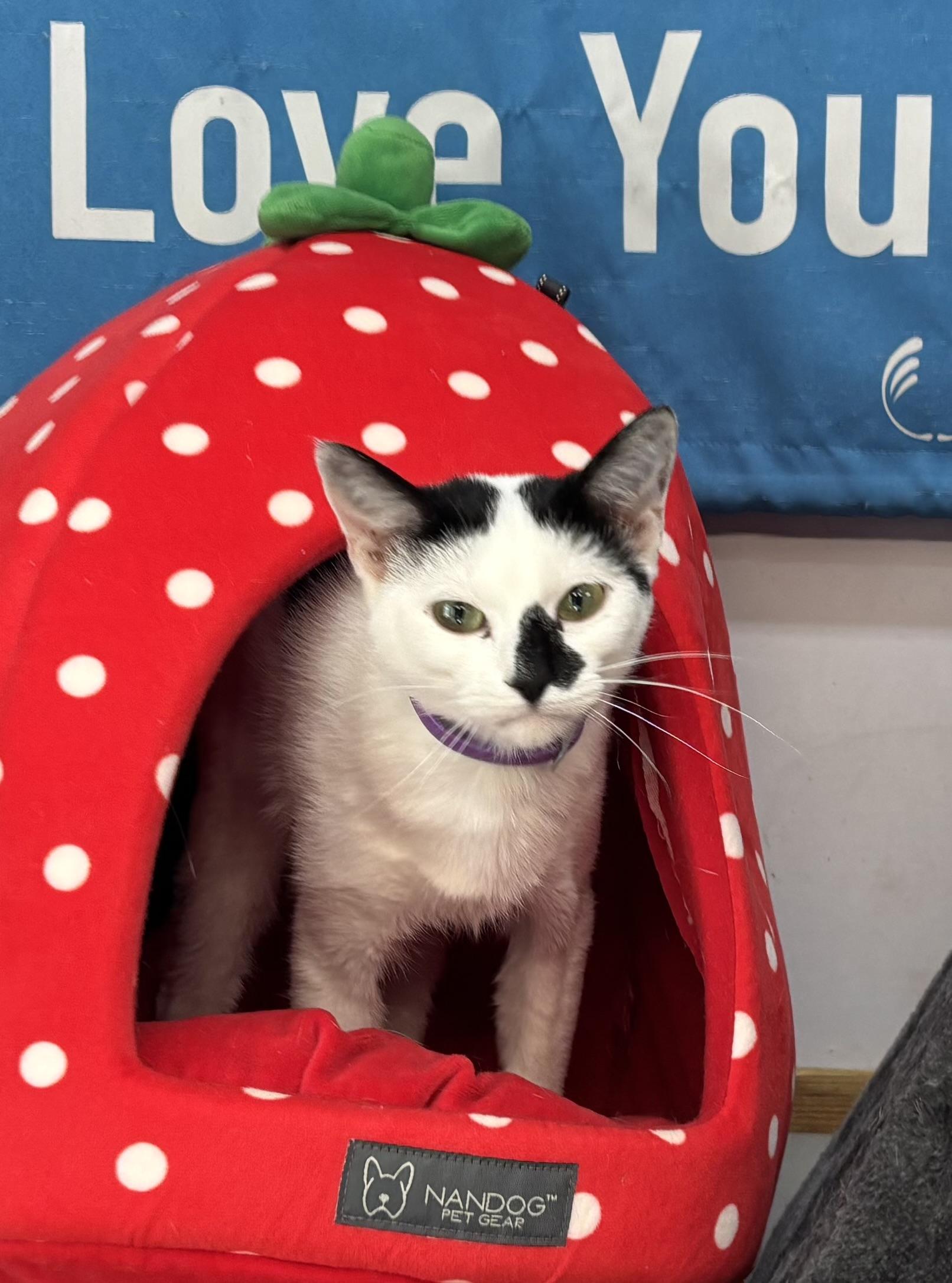 Enlarge Sue, an adopted Domestic Short Hair in Melbourne, AR image 4/6