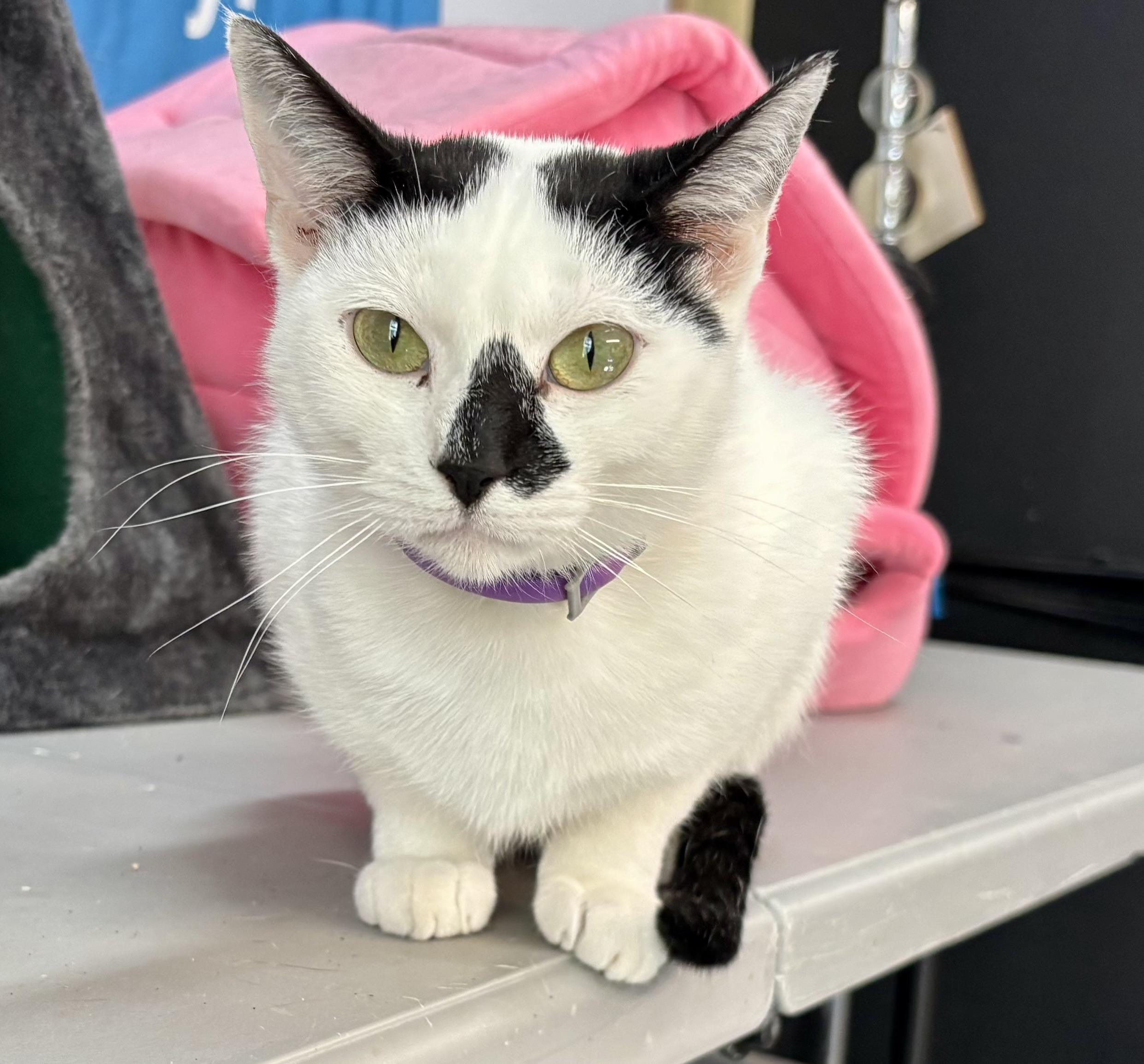 Enlarge Sue, an adopted Domestic Short Hair in Melbourne, AR image 5/6