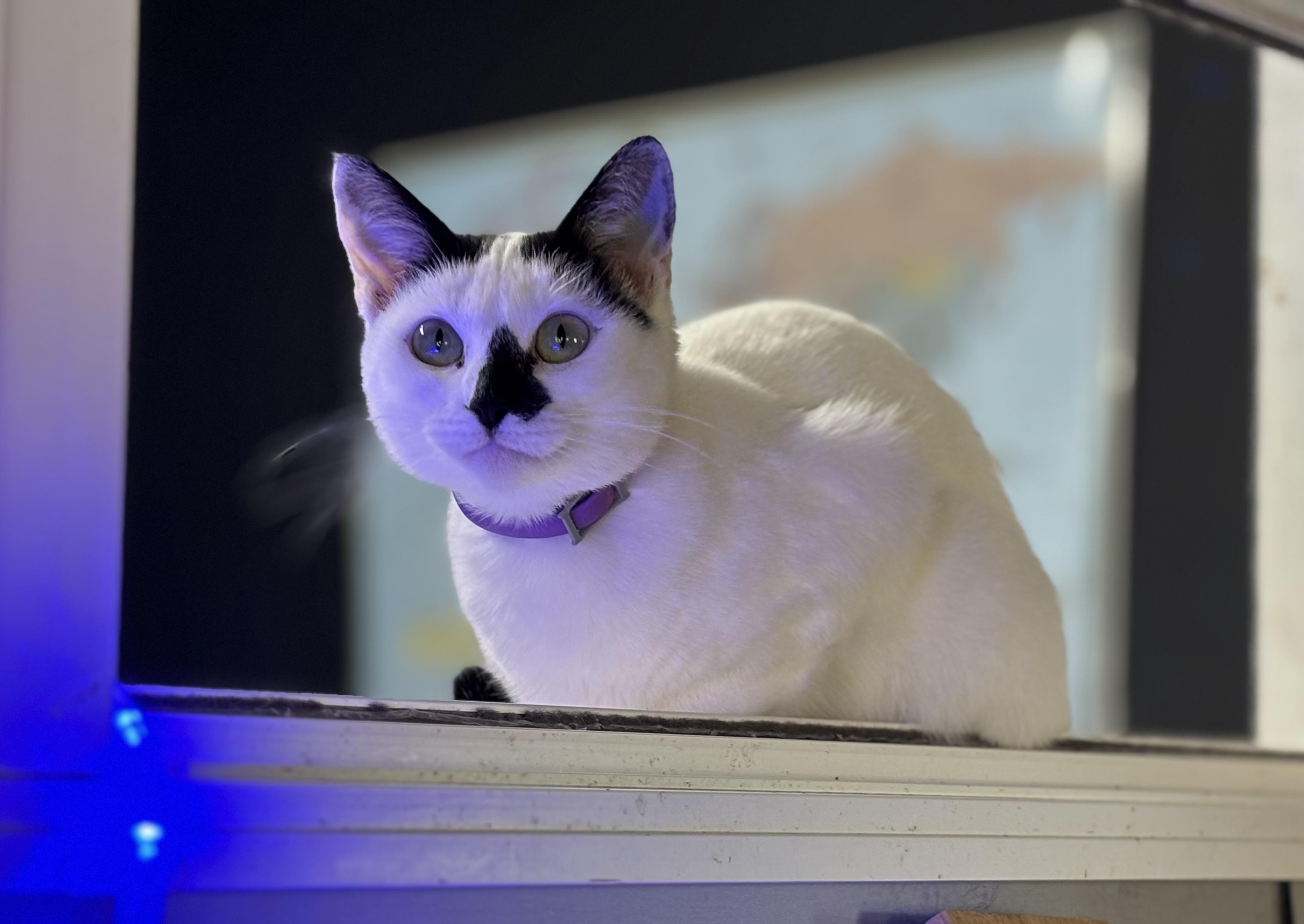 Enlarge Sue, an adopted Domestic Short Hair in Melbourne, AR image 6/6