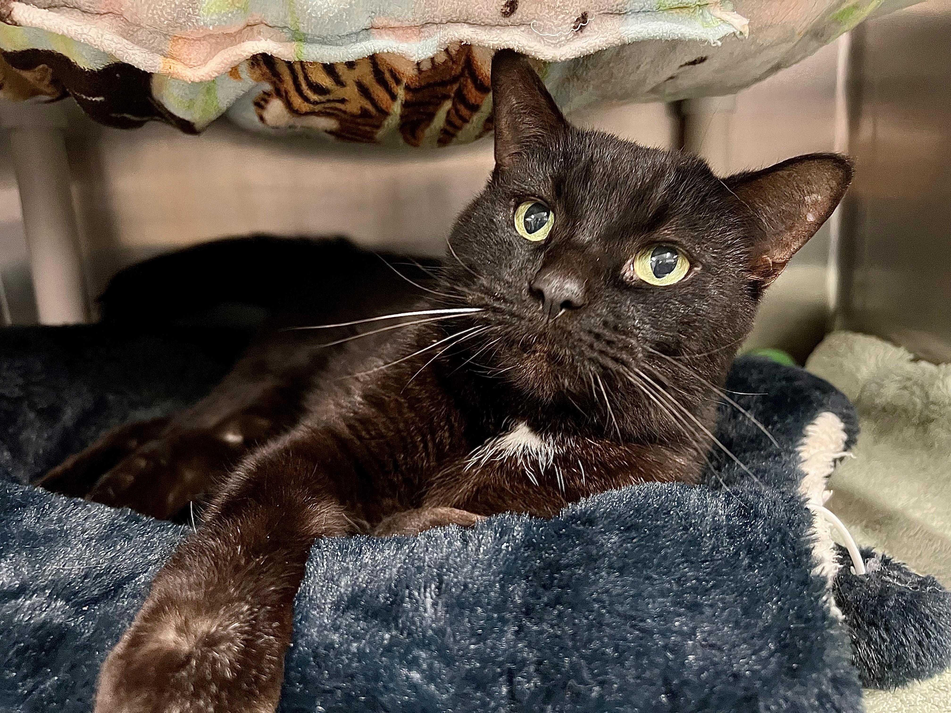 Enlarge Bryan, a ADOPTABLE mixed breed in Frederick, MD image 1/5