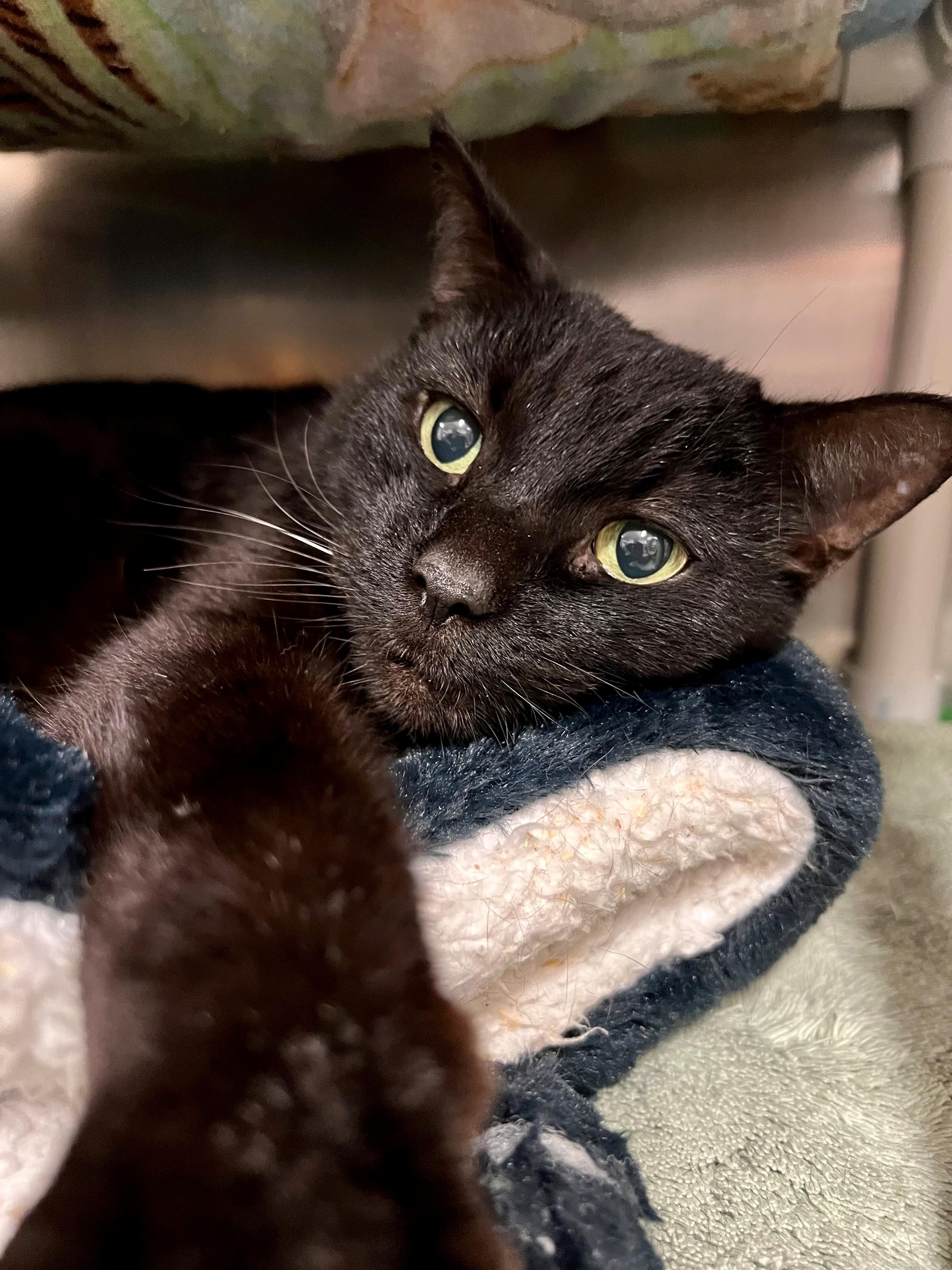 Enlarge Bryan, a ADOPTABLE mixed breed in Frederick, MD image 2/5