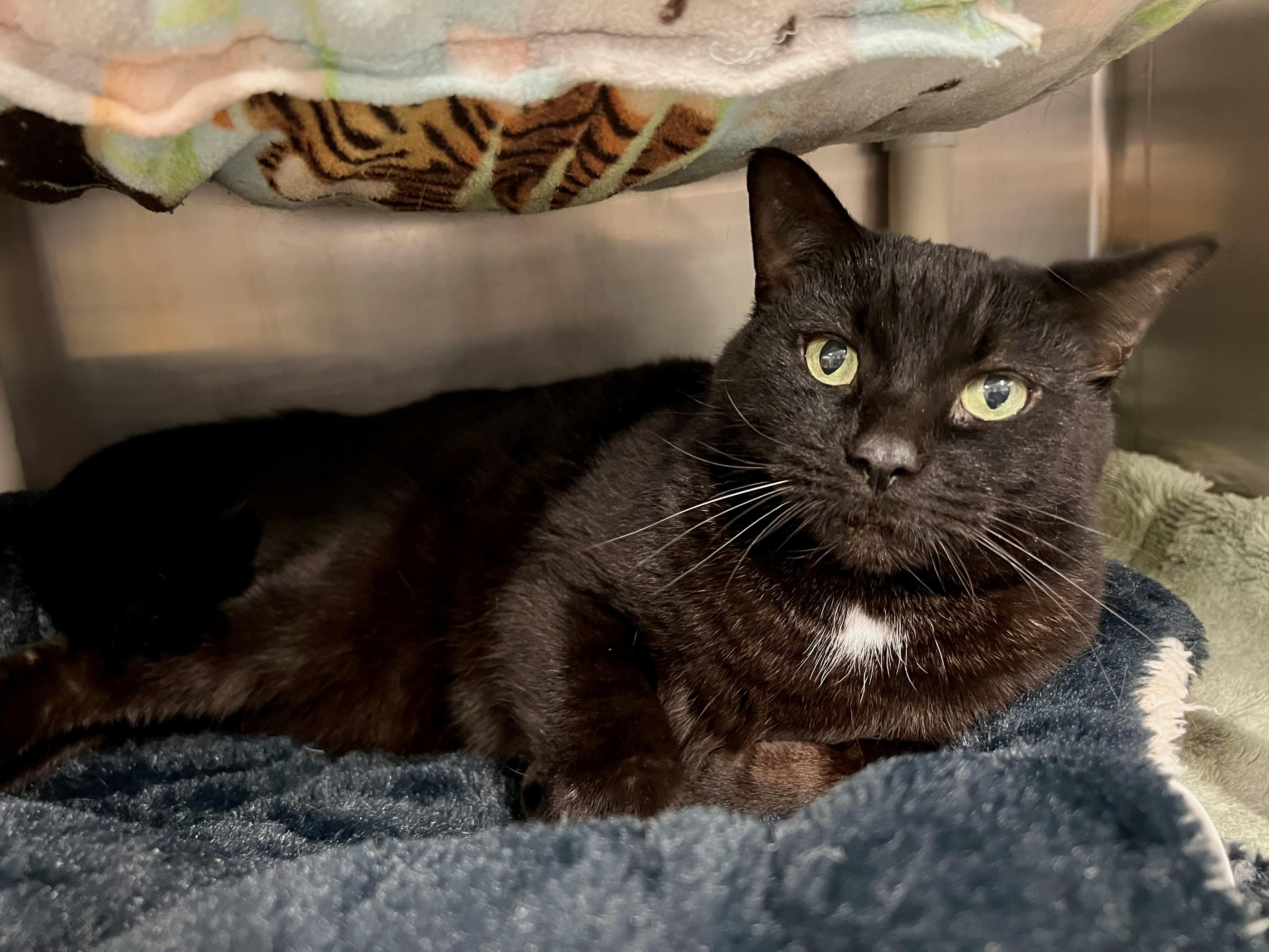 Enlarge Bryan, a ADOPTABLE mixed breed in Frederick, MD image 4/5