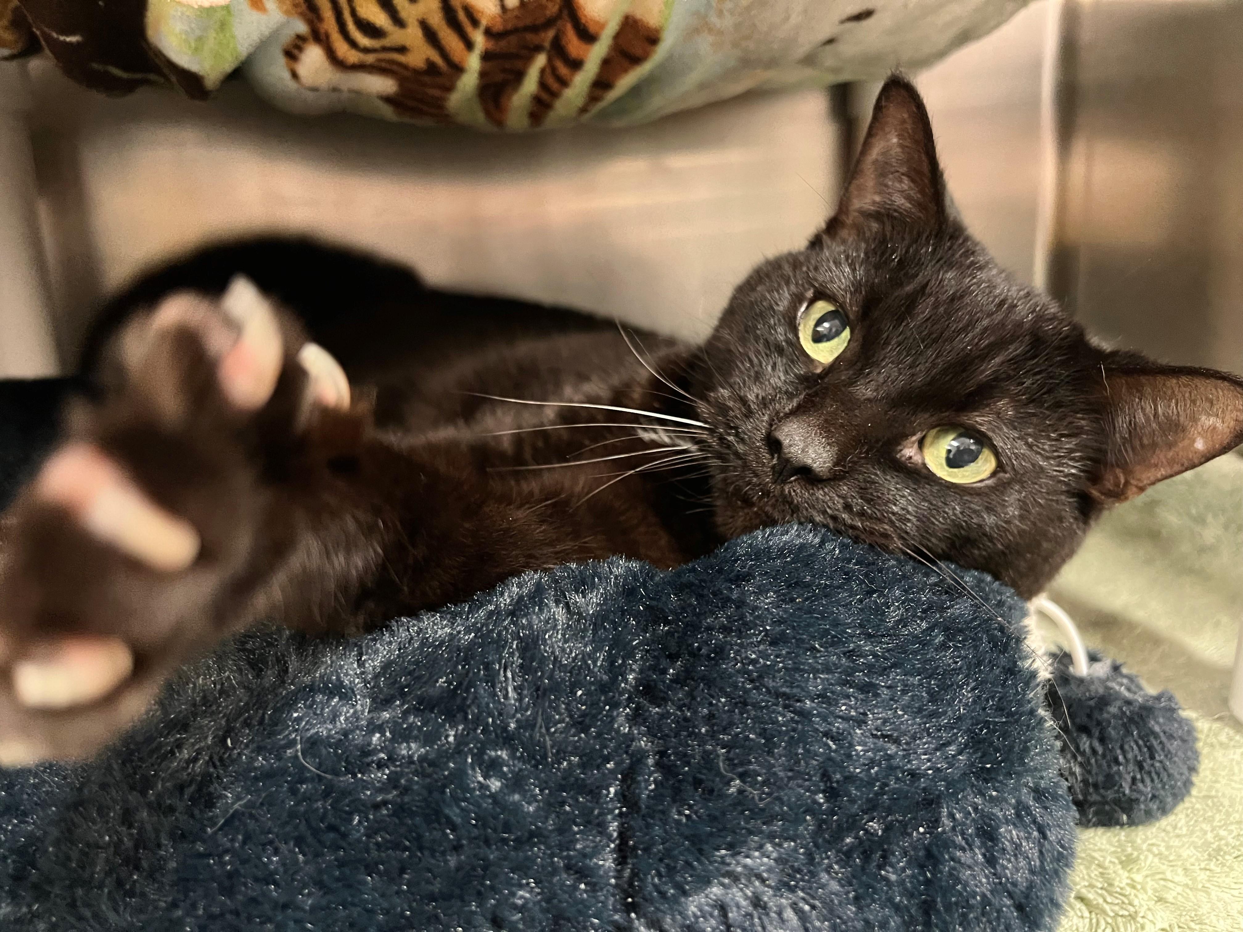 Enlarge Bryan, a ADOPTABLE mixed breed in Frederick, MD image 3/5