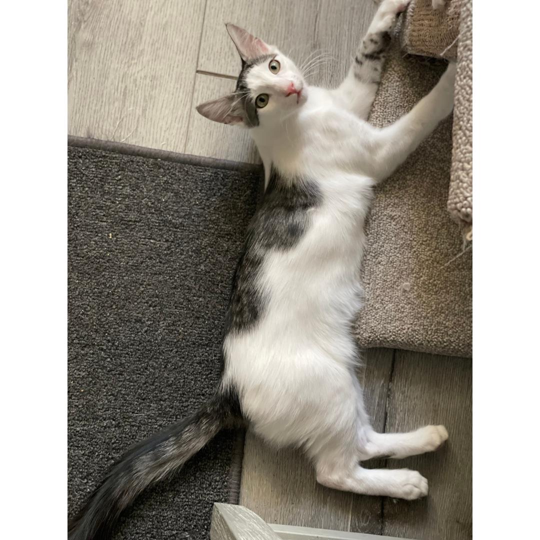 Tofu, Baby Male unknown