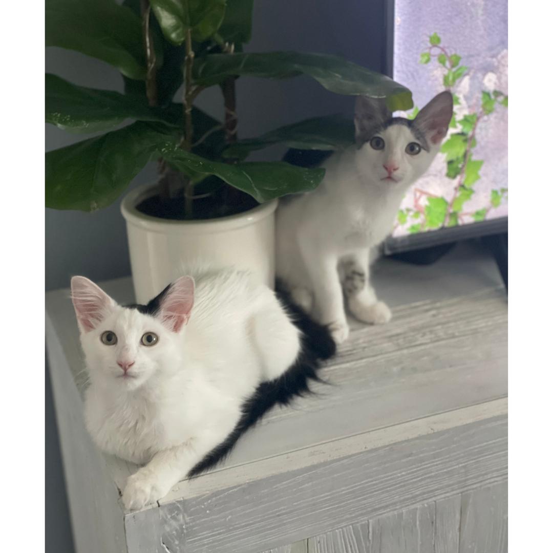 Tofu photo 3