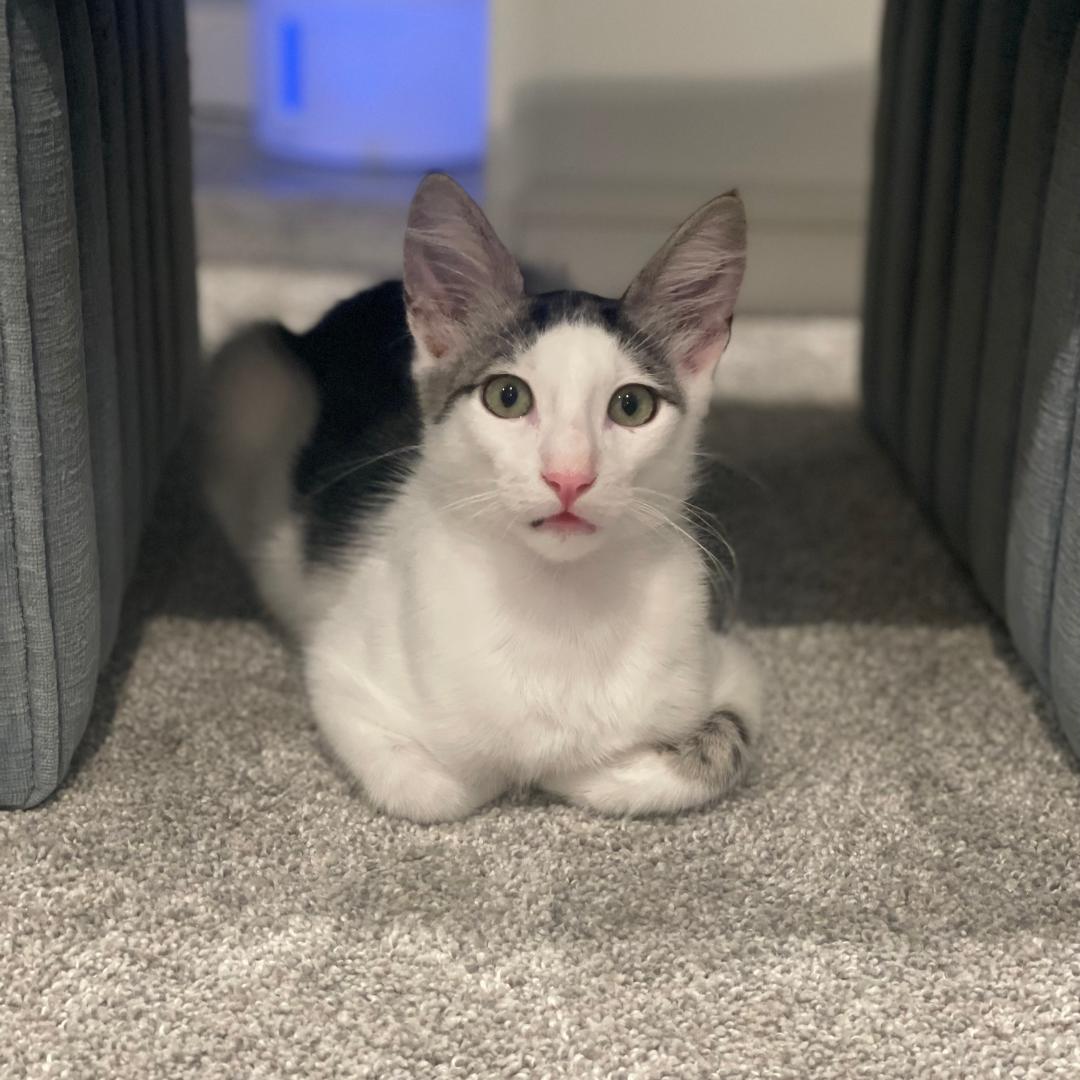 Tofu