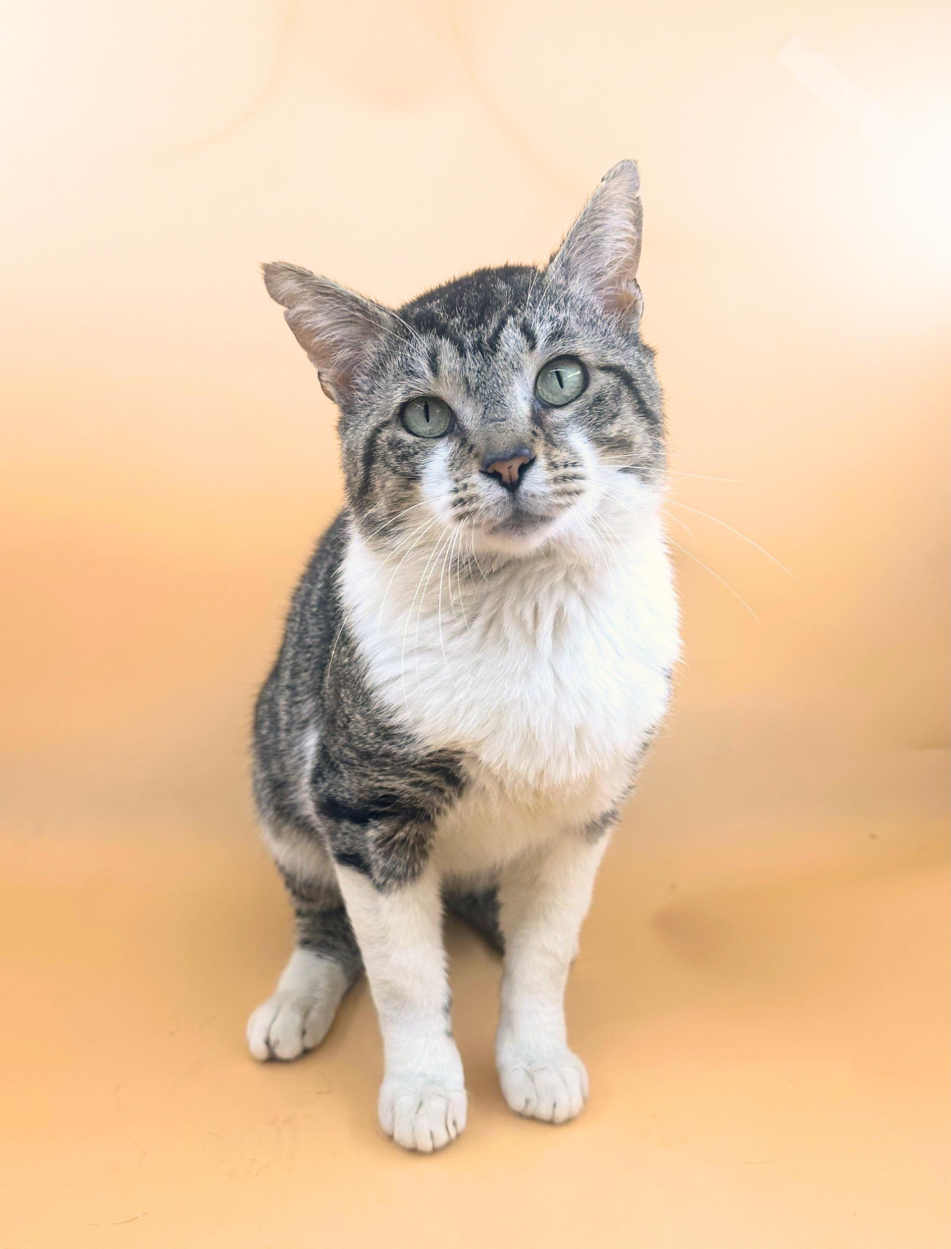 Bernard , ADOPTABLE, Adult Male Domestic Short Hair.