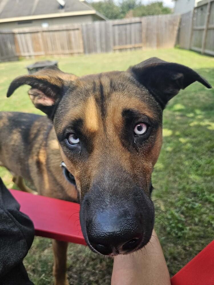 BLU, Adoptable, Young Male Australian Cattle Dog / Blue Heeler.