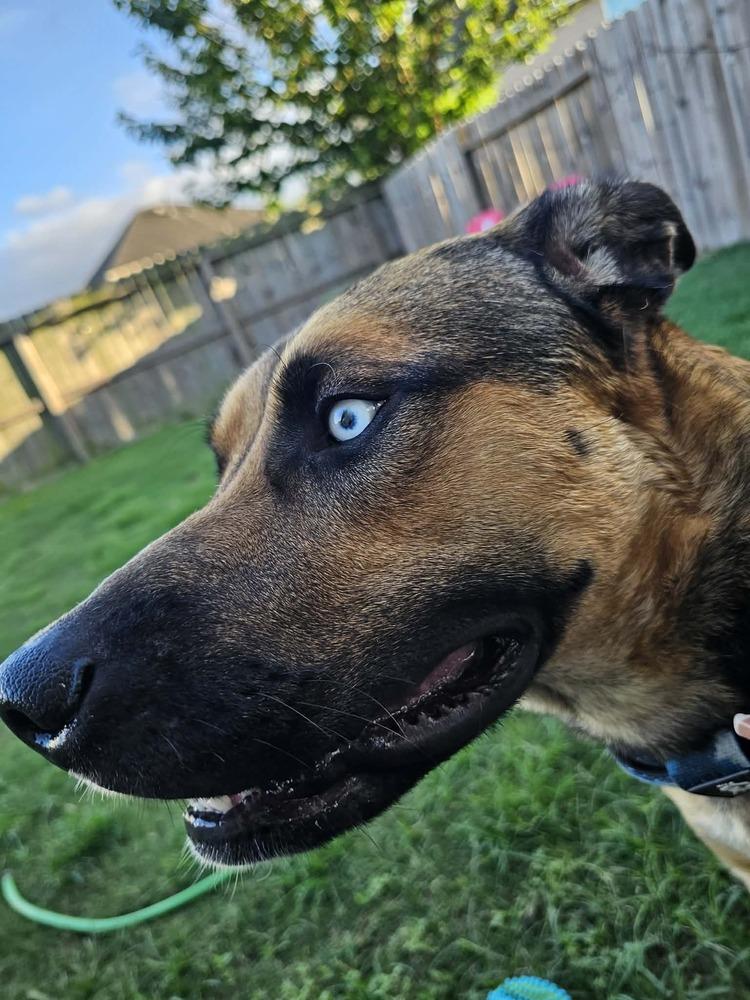 Enlarge BLU, a Adoptable mixed breed in Richmond, TX image 2/6