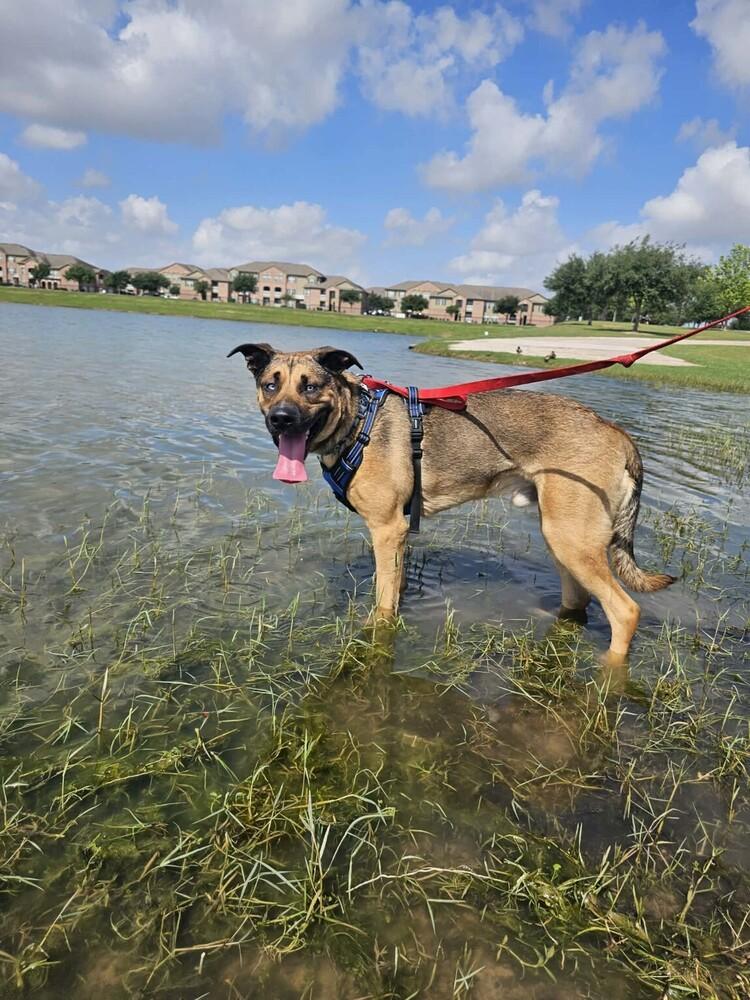 Enlarge BLU, a Adoptable mixed breed in Richmond, TX image 3/6
