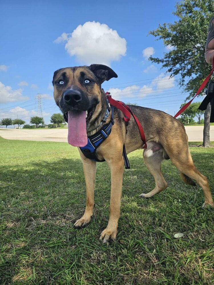 Enlarge BLU, a Adoptable mixed breed in Richmond, TX image 4/6
