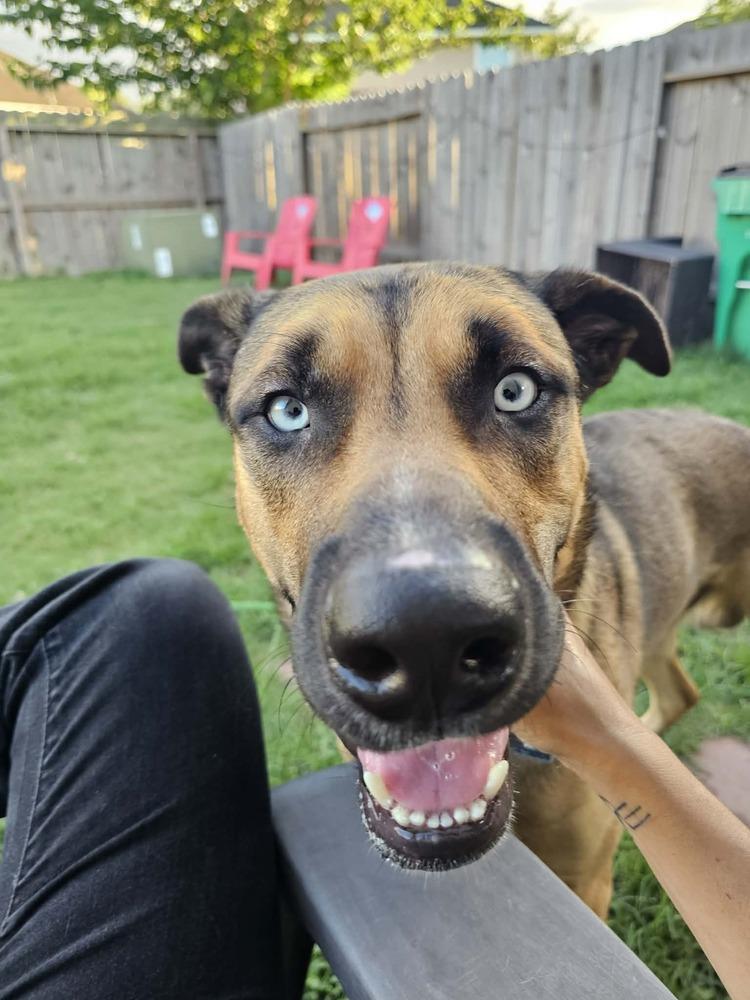Enlarge BLU, a Adoptable mixed breed in Richmond, TX image 5/6