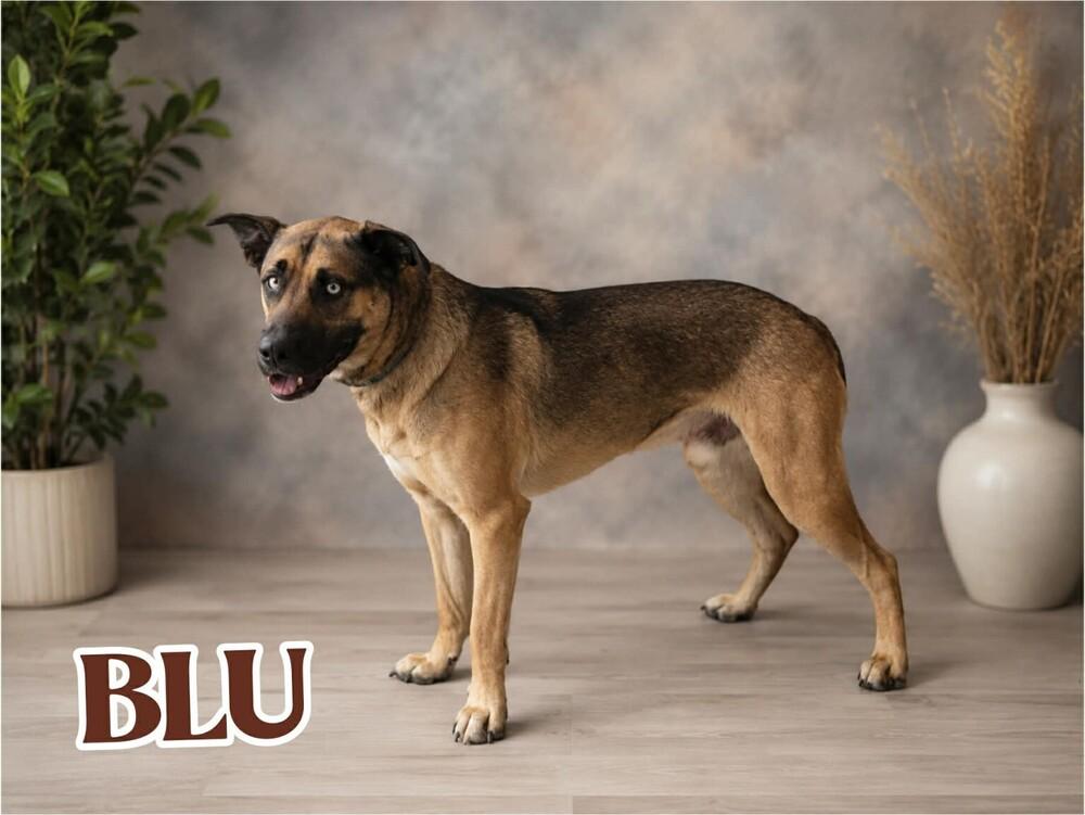 Enlarge BLU, a Adoptable mixed breed in Richmond, TX image 6/6