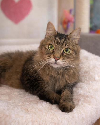Tigger, Adoptable, Young Male Maine Coon & Domestic Medium Hair.