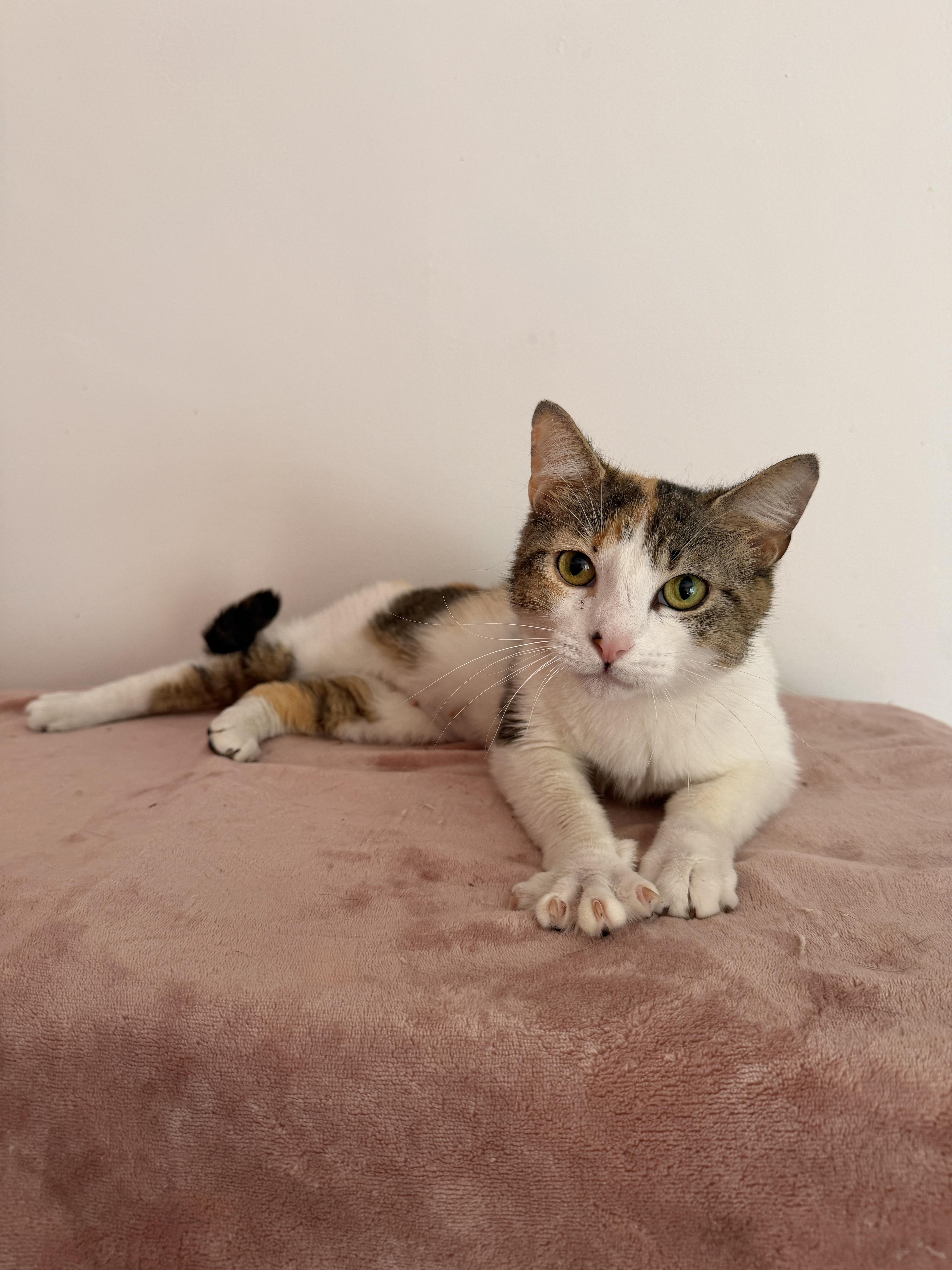JUNIE, a ADOPTABLE Calico in New York, NY image 2/2