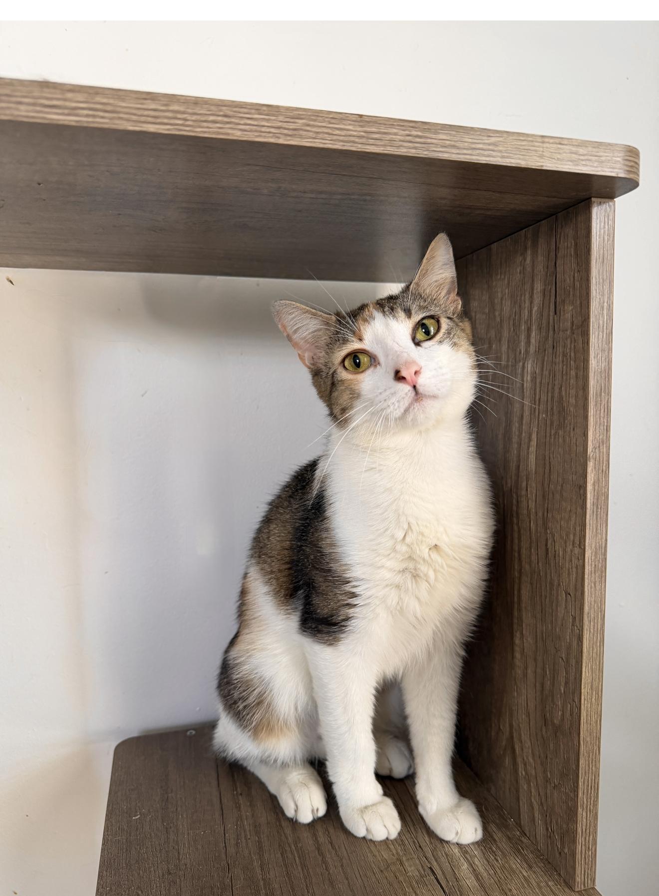 JUNIE, ADOPTABLE, Young Female Calico.