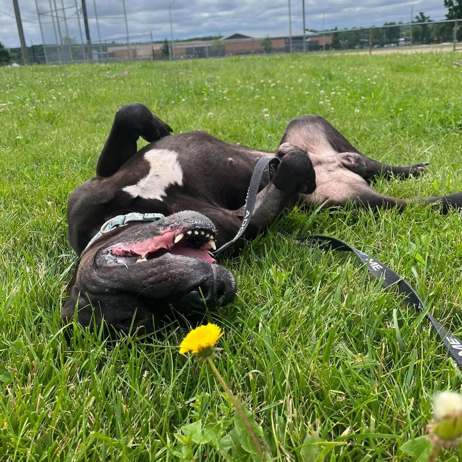 Enlarge Bane CL, a Adoptable mixed breed in Kansas City, MO image 4/5