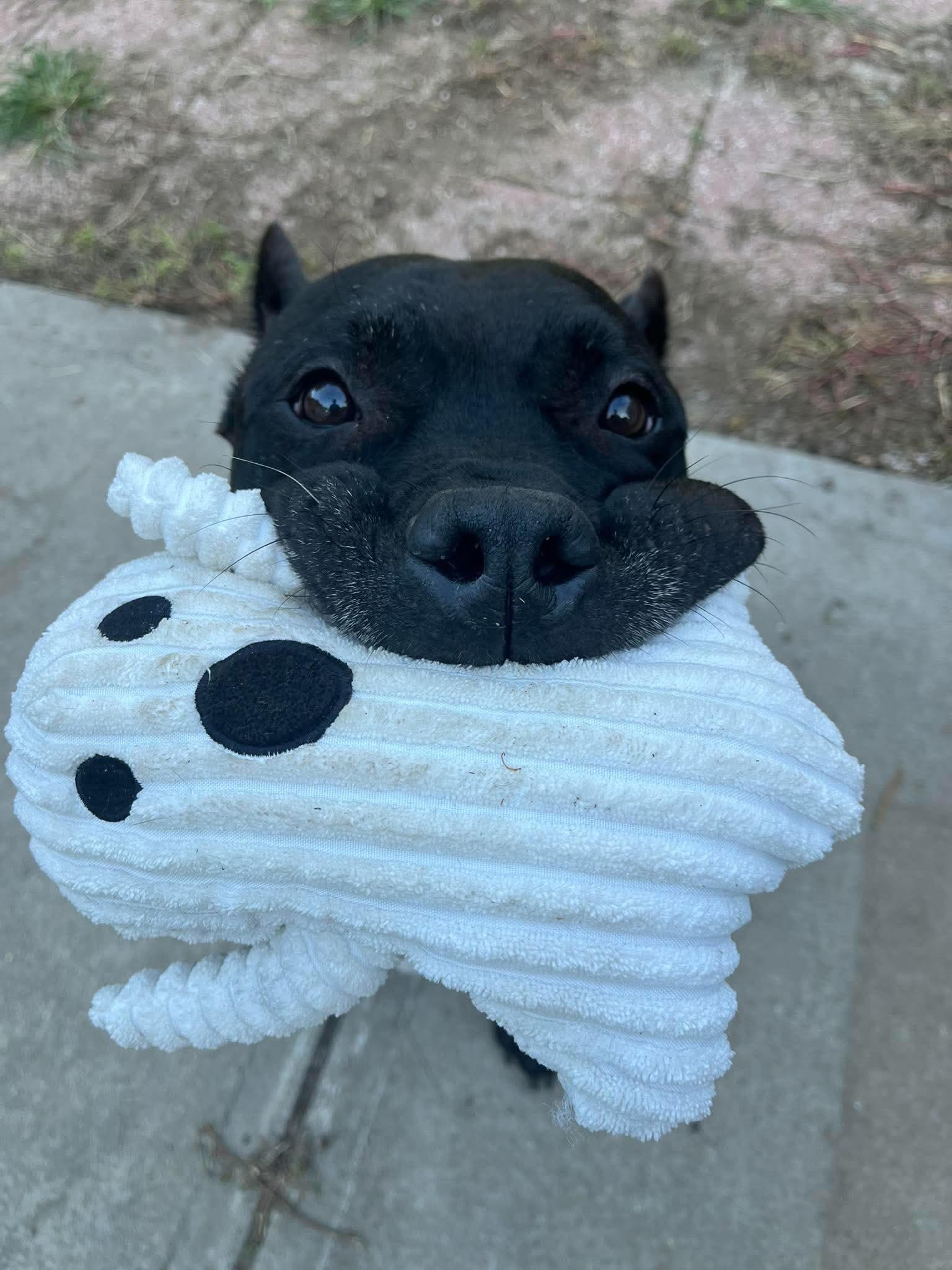 Enlarge Bane CL, a Adoptable mixed breed in Kansas City, MO image 5/5