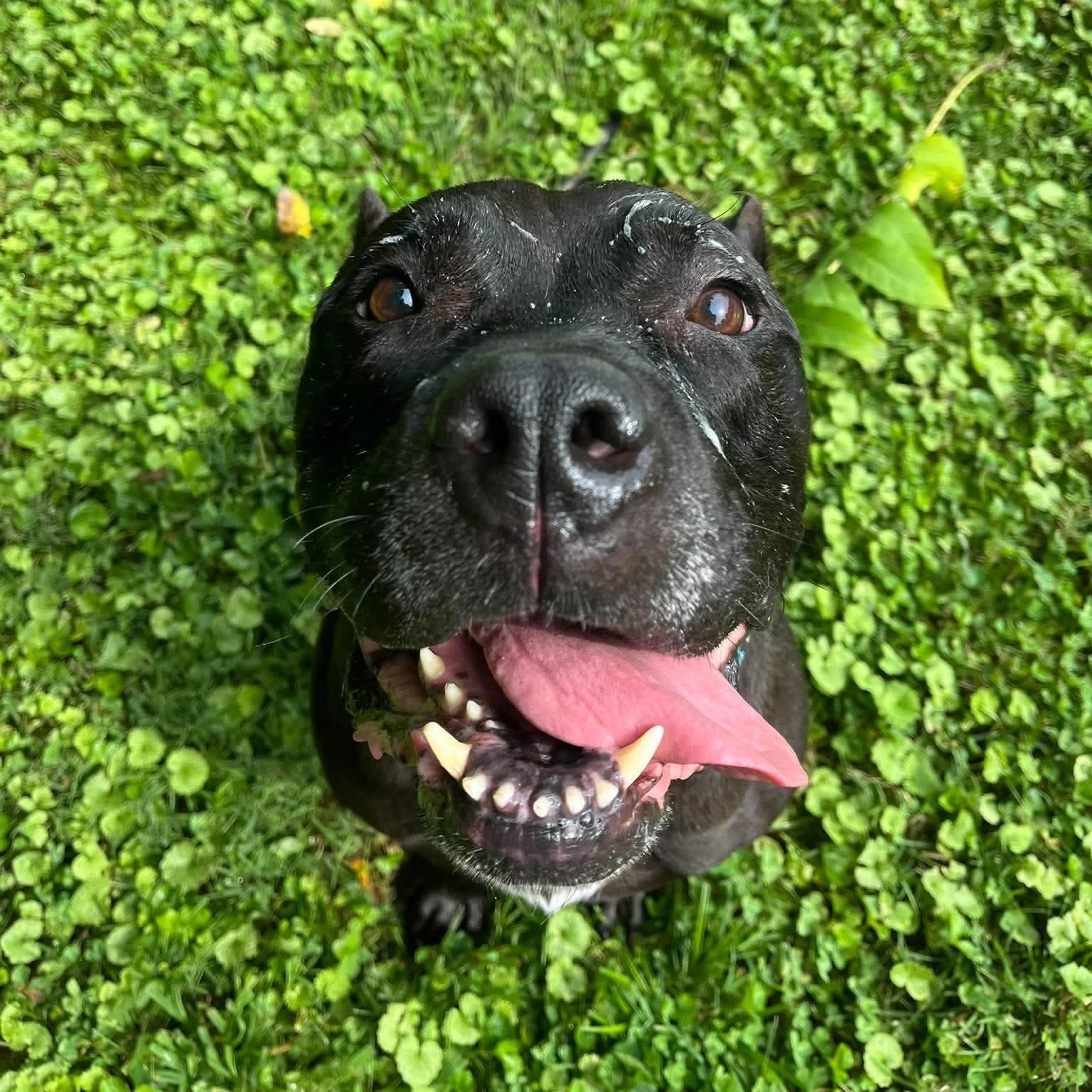 Bane CL, Adoptable, Senior Male Mastiff.