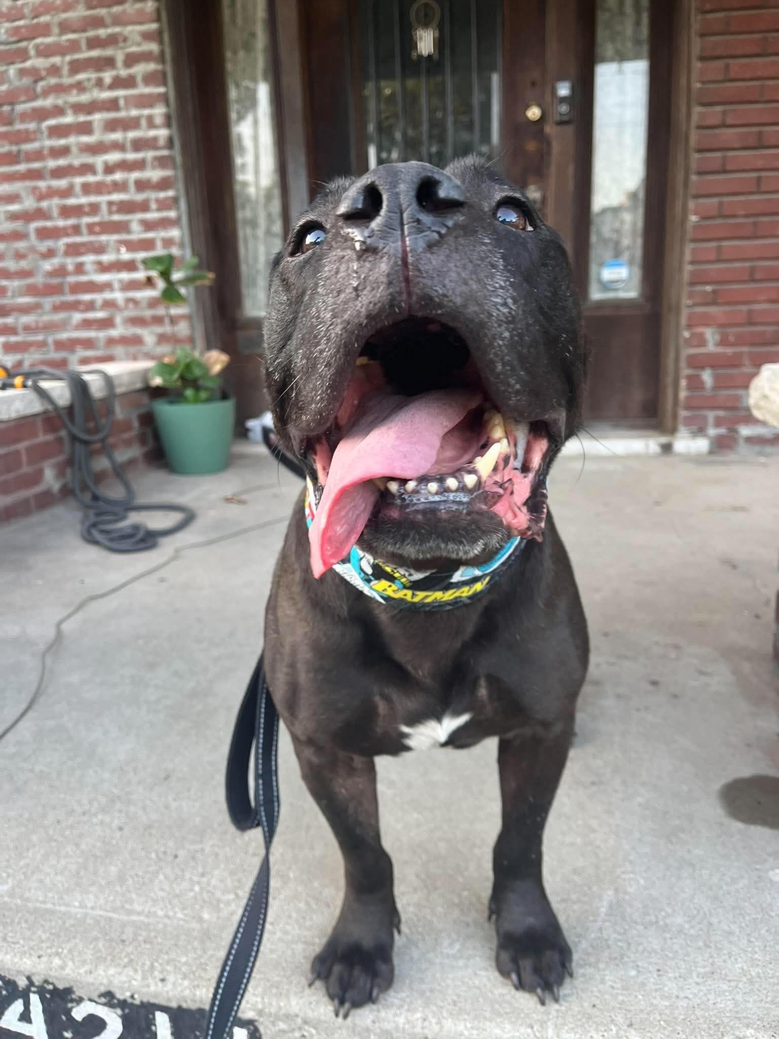 Enlarge Bane CL, a Adoptable mixed breed in Kansas City, MO image 2/5