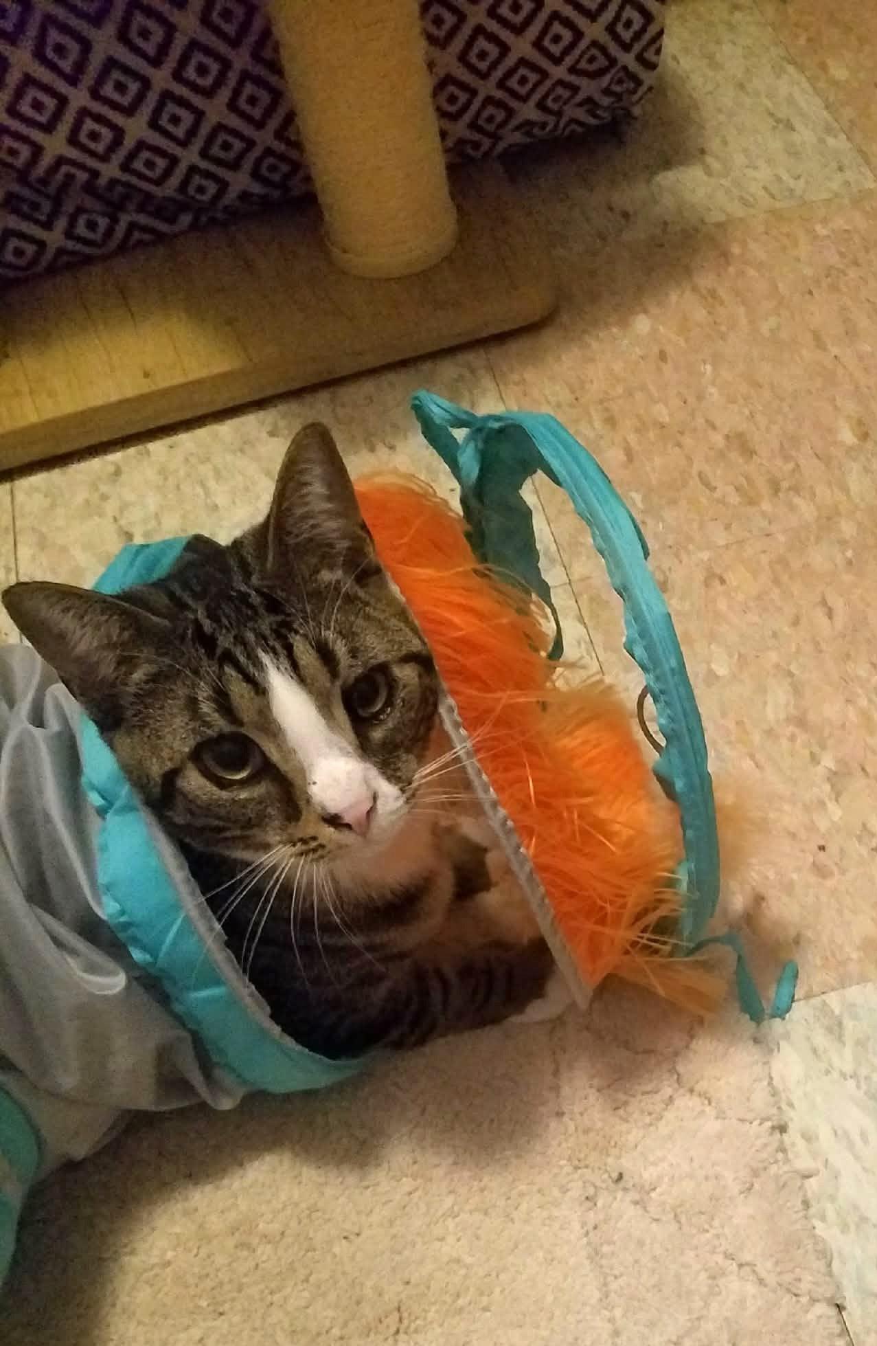 Enlarge Socks, a ADOPTABLE mixed breed in Lewiston, ID image 2/3