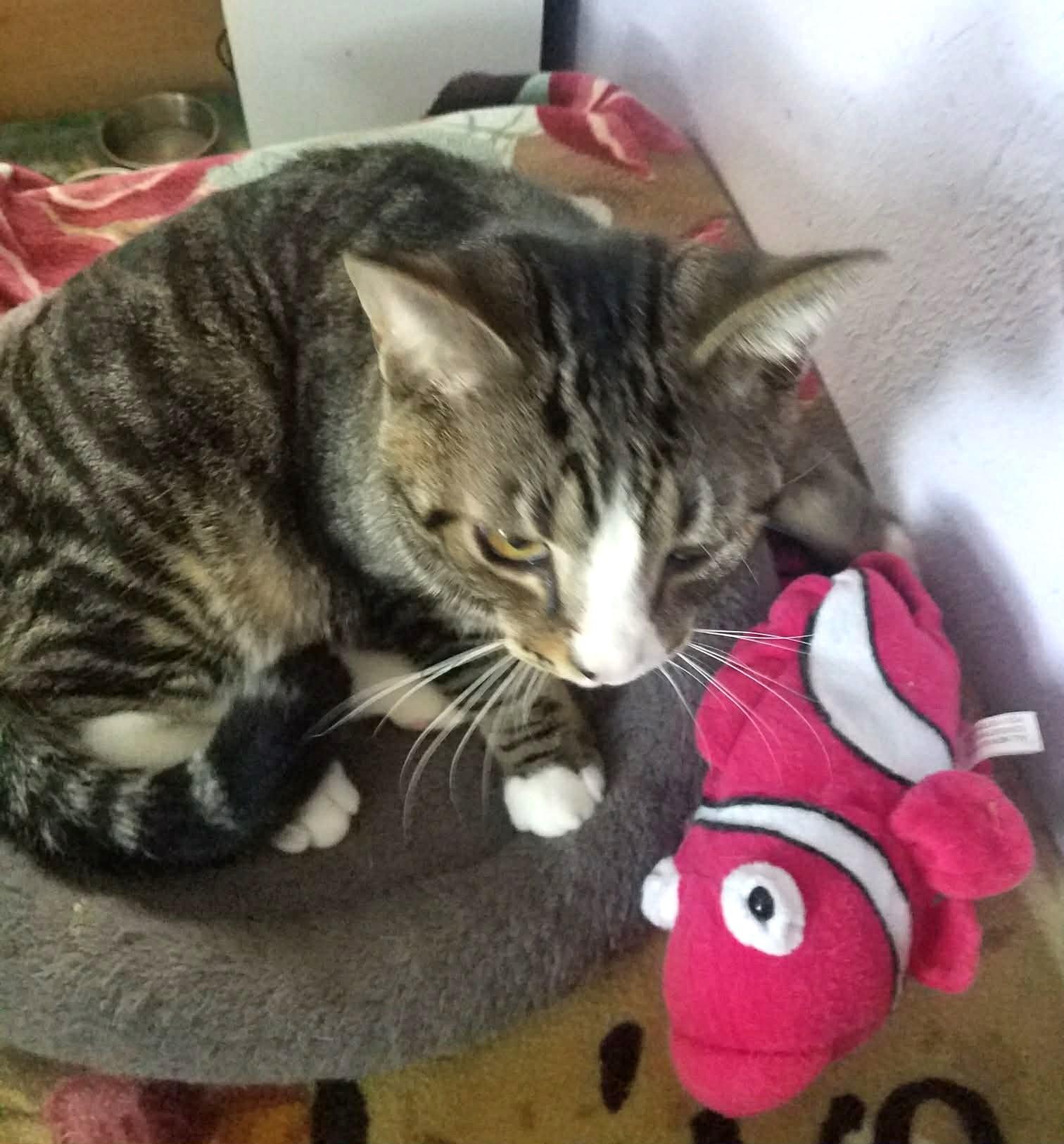 Enlarge Socks, a ADOPTABLE mixed breed in Lewiston, ID image 3/3