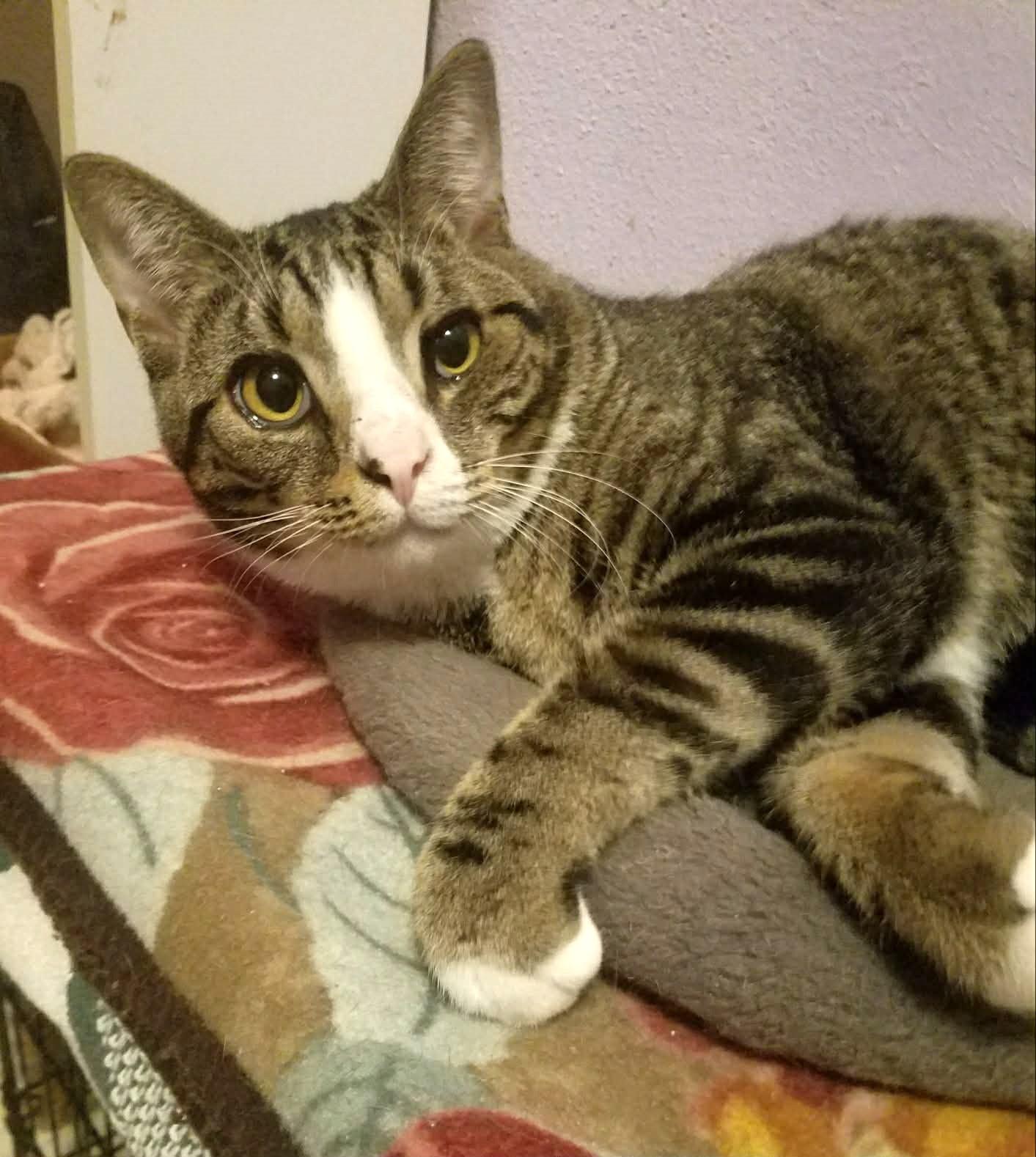 Socks, ADOPTABLE, Adult Male Domestic Short Hair.