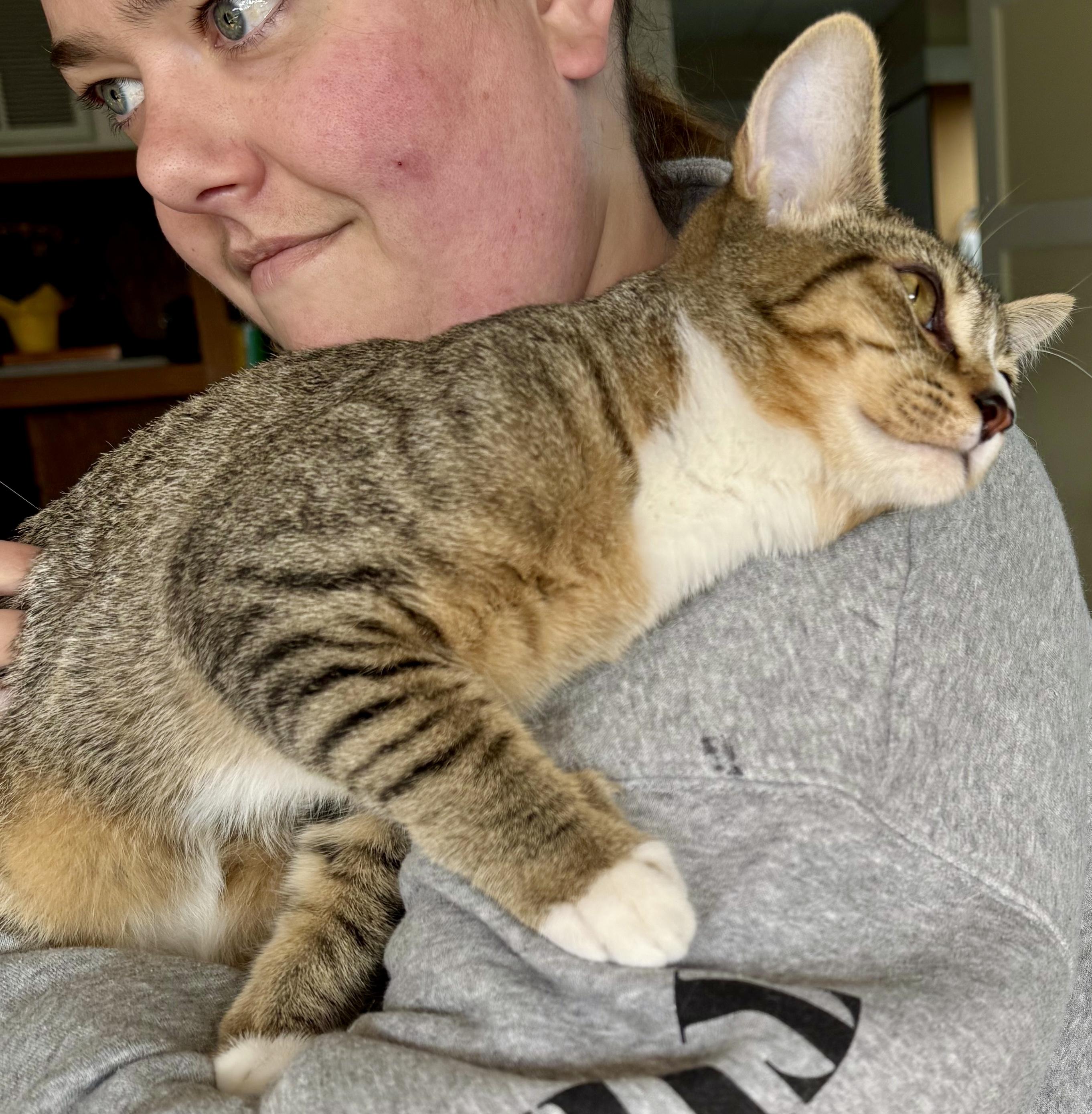 Enlarge Rigger, a Adoptable Domestic Short Hair in Tillamook, OR image 2/6