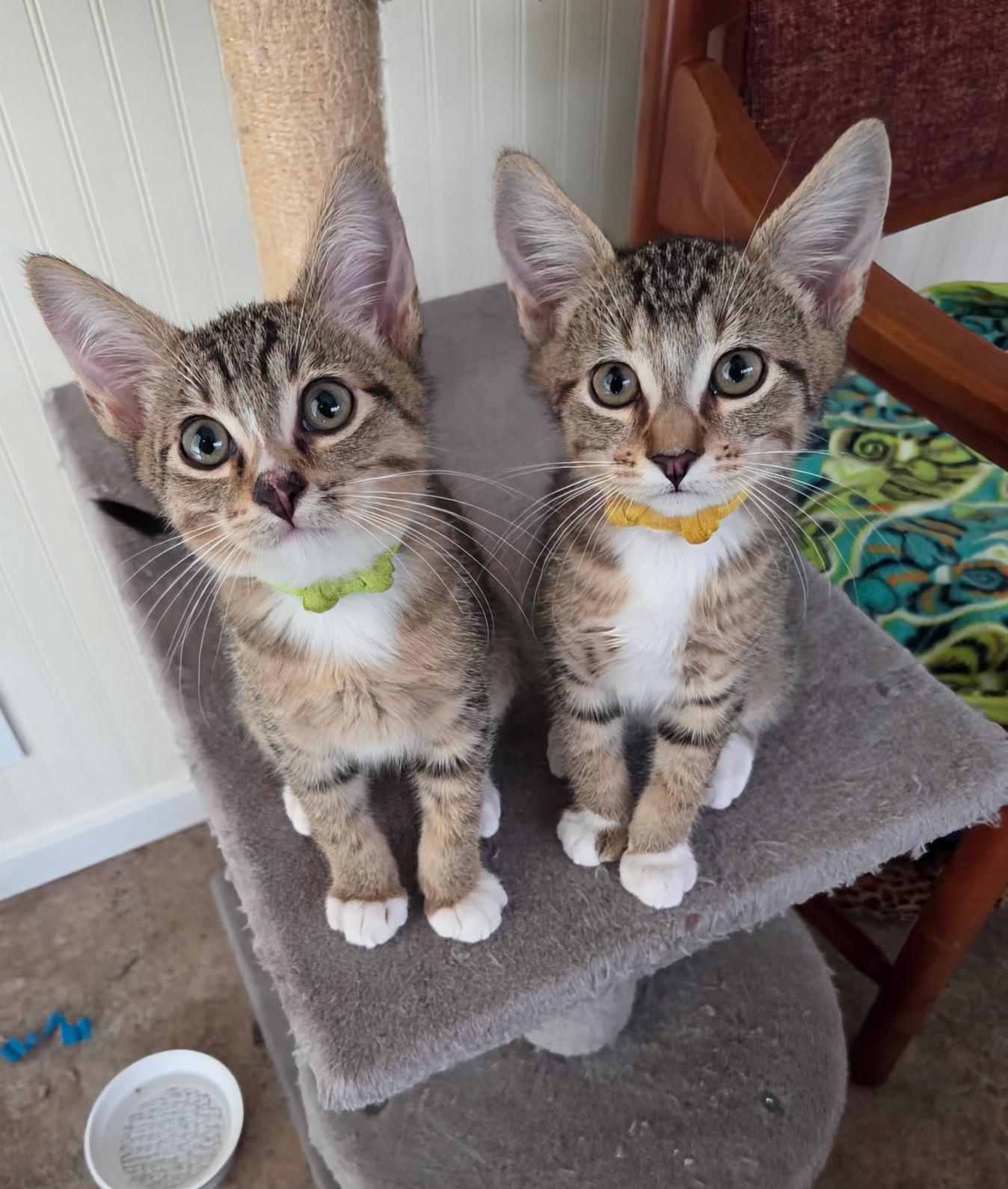 Enlarge Rigger, a Adoptable Domestic Short Hair in Tillamook, OR image 5/6