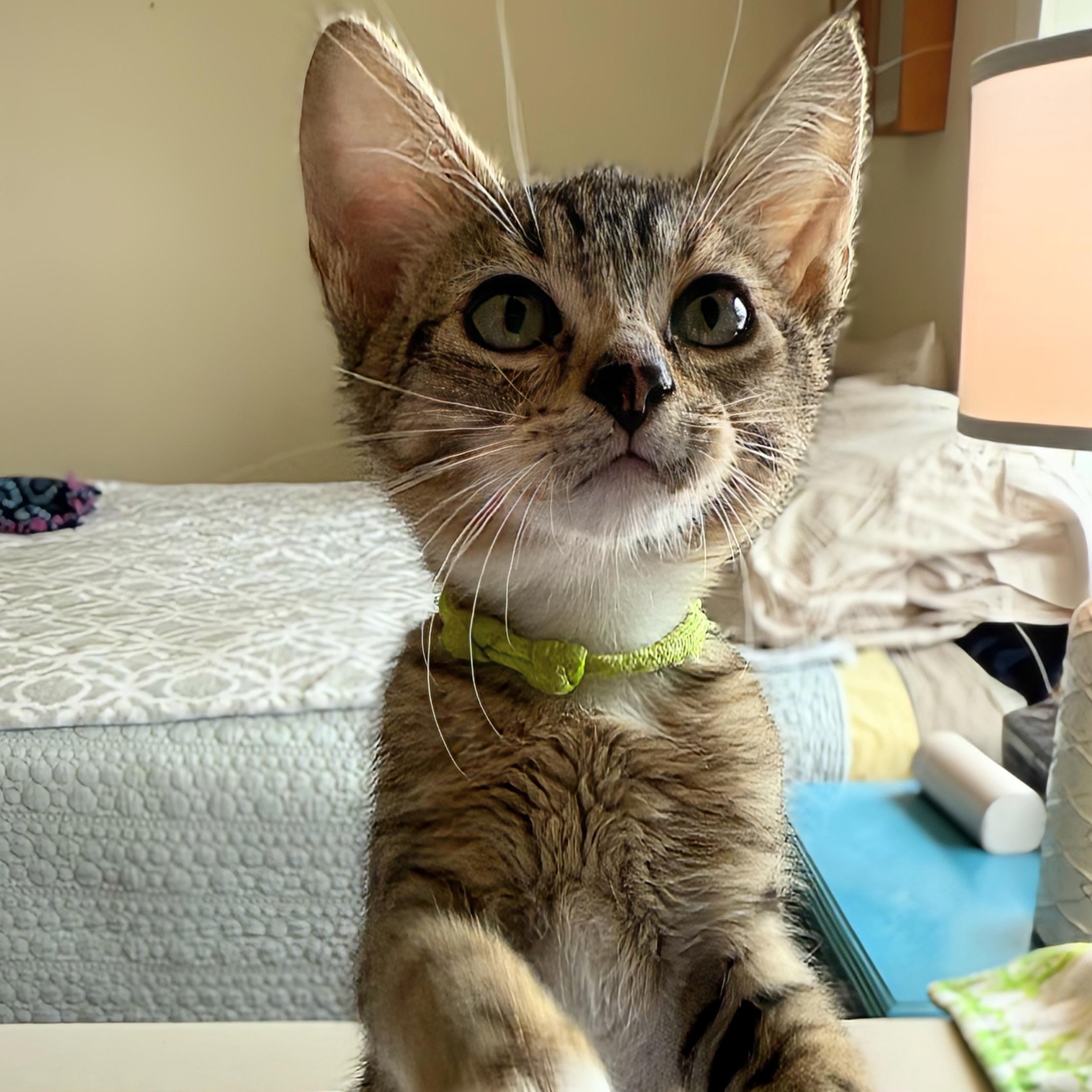 Enlarge Rigger, a Adoptable Domestic Short Hair in Tillamook, OR image 4/6