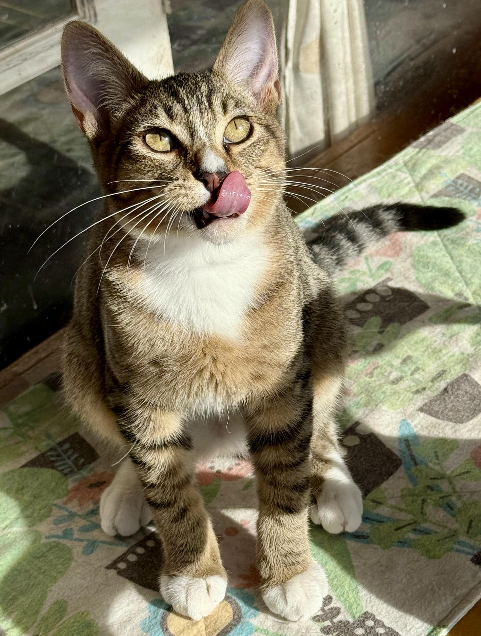 Enlarge Rigger, a Adoptable Domestic Short Hair in Tillamook, OR image 1/6