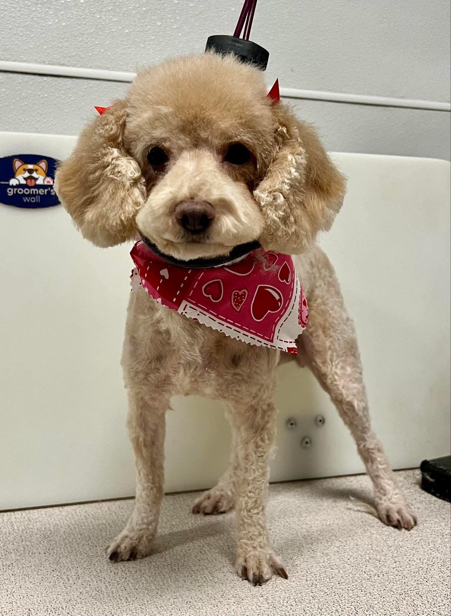 Reba, Adoptable, Adult Female Poodle.