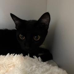 Aglio, Adoptable, Young Male Domestic Short Hair.