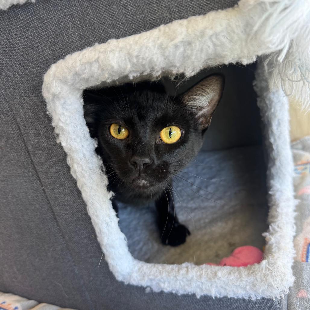Enlarge Aglio, a Adoptable Domestic Short Hair in Buellton, CA image 2/5