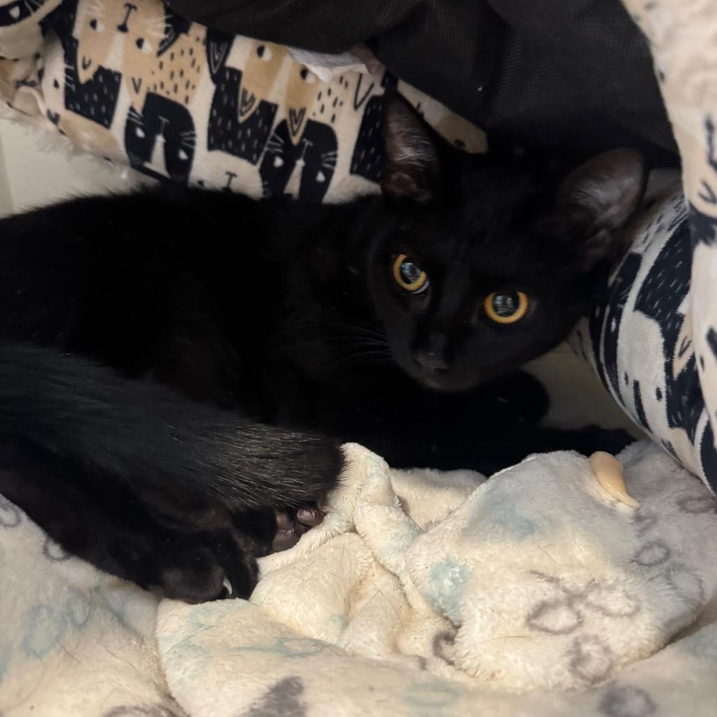 Enlarge Aglio, a Adoptable Domestic Short Hair in Buellton, CA image 3/5