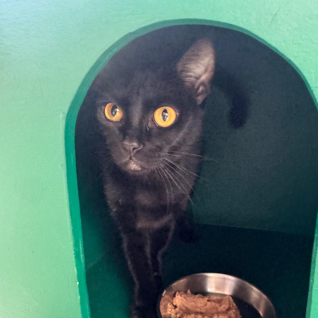 Enlarge Aglio, a Adoptable Domestic Short Hair in Buellton, CA image 4/5