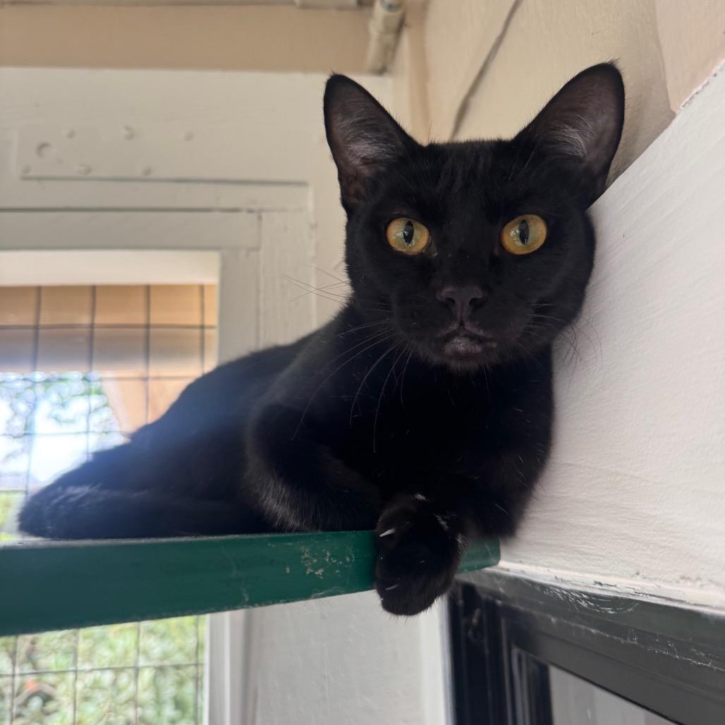 Enlarge Aglio, a Adoptable Domestic Short Hair in Buellton, CA image 5/5