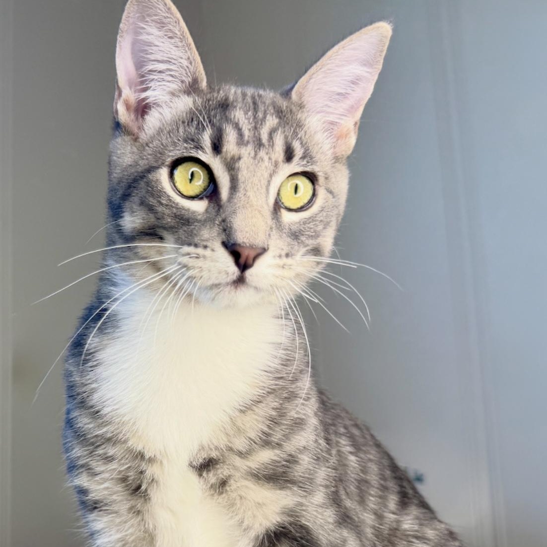 Bean (Bonded with Goose), Adoptable, Young Male Domestic Short Hair.