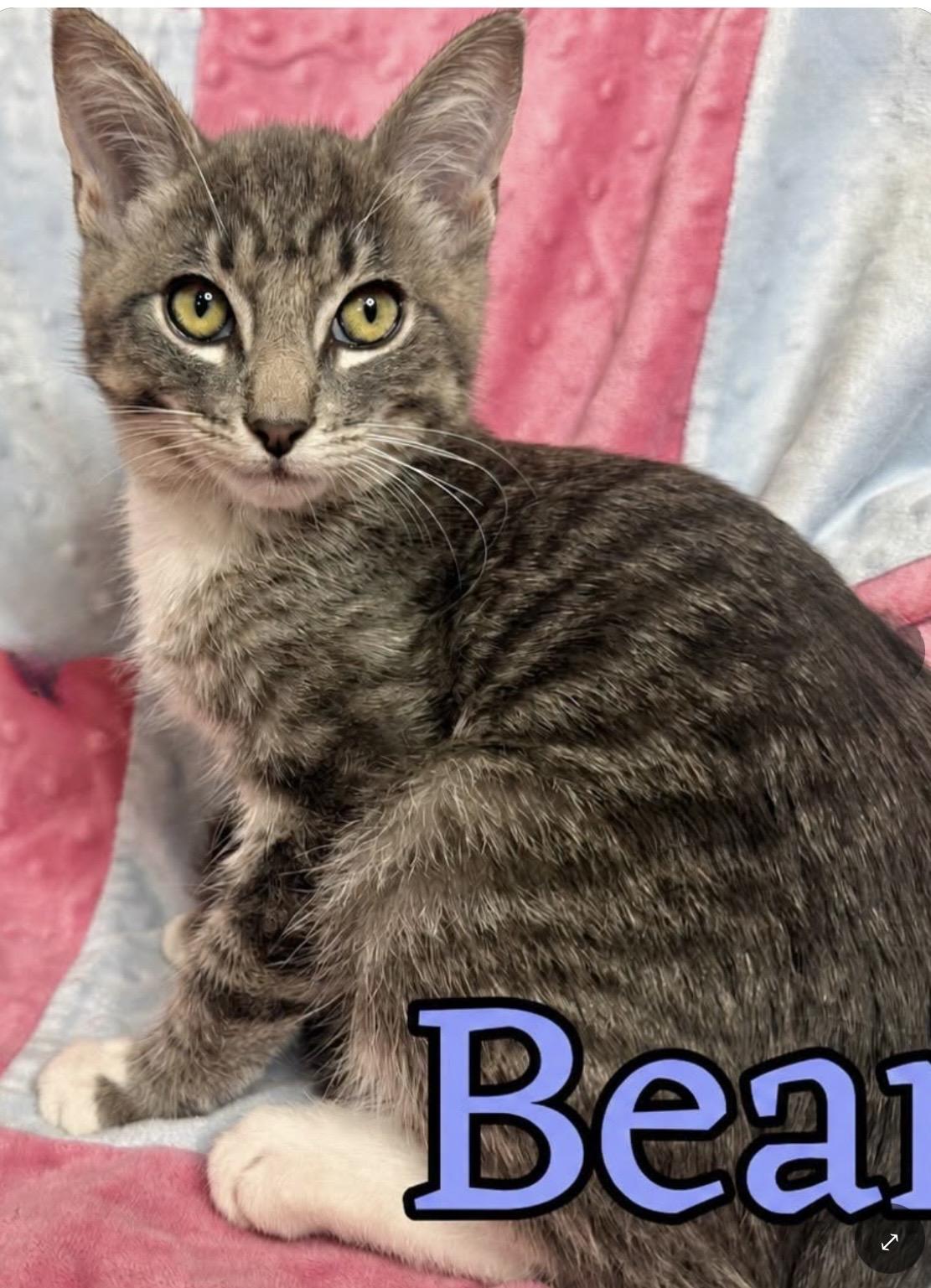 Bean (Bonded with Goose), Adoptable, Kitten Male Domestic Short Hair.
