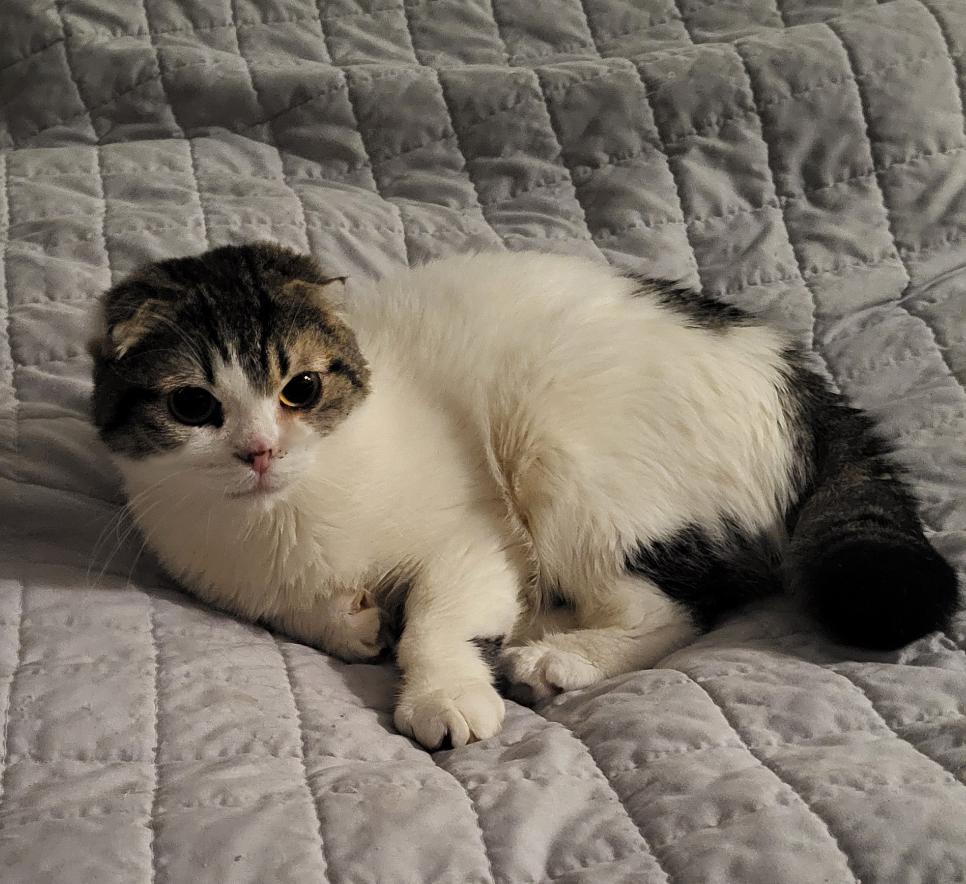Reyna, an adoptable Scottish Fold in Scarborough, ON_image-1