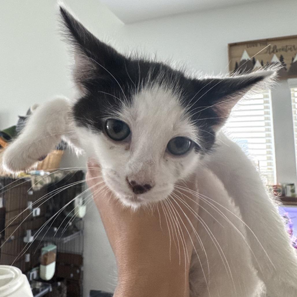 Louie, Adoptable, Kitten Male Domestic Medium Hair.