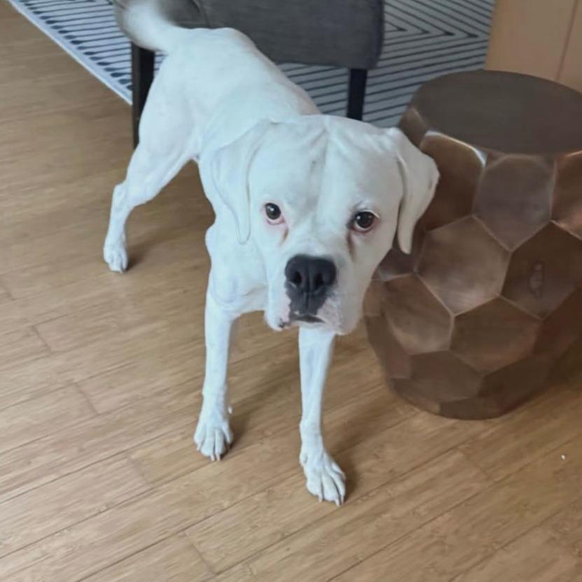 Enlarge Phoebe, a ADOPTABLE Boxer in Tallahassee, FL image 5/5